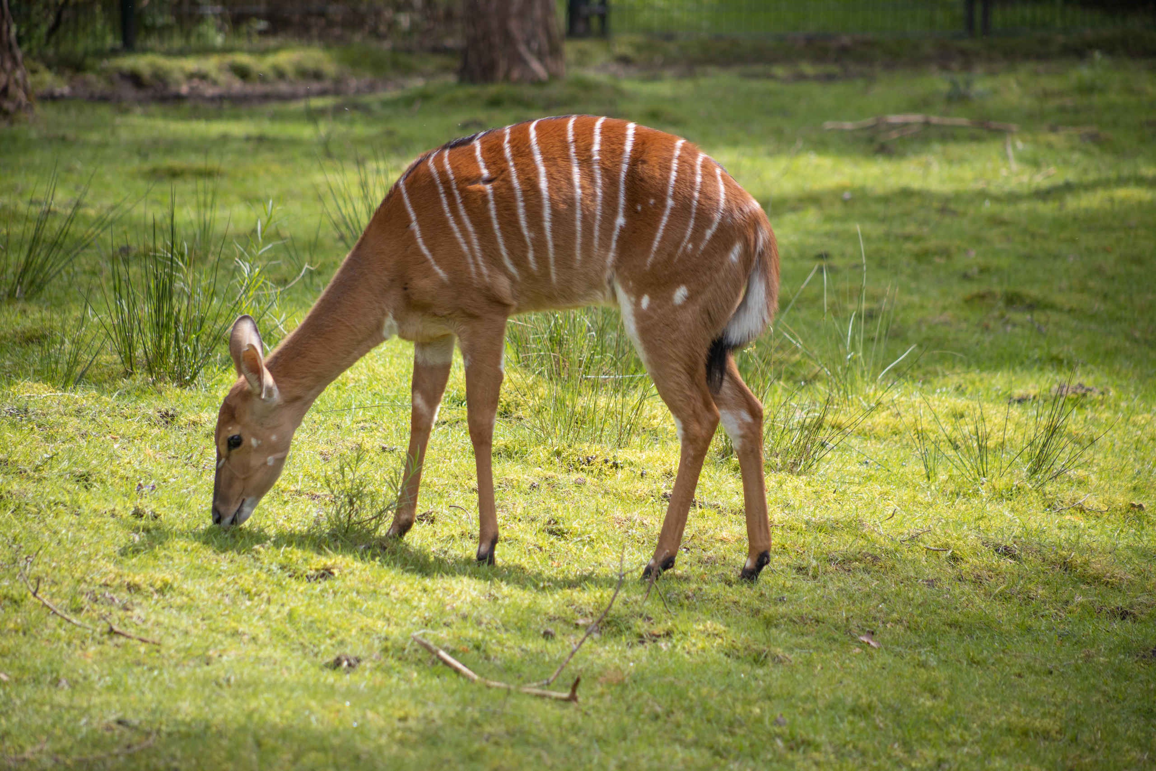 Nyala grazend in het gras in Safaripark Beekse Bergen