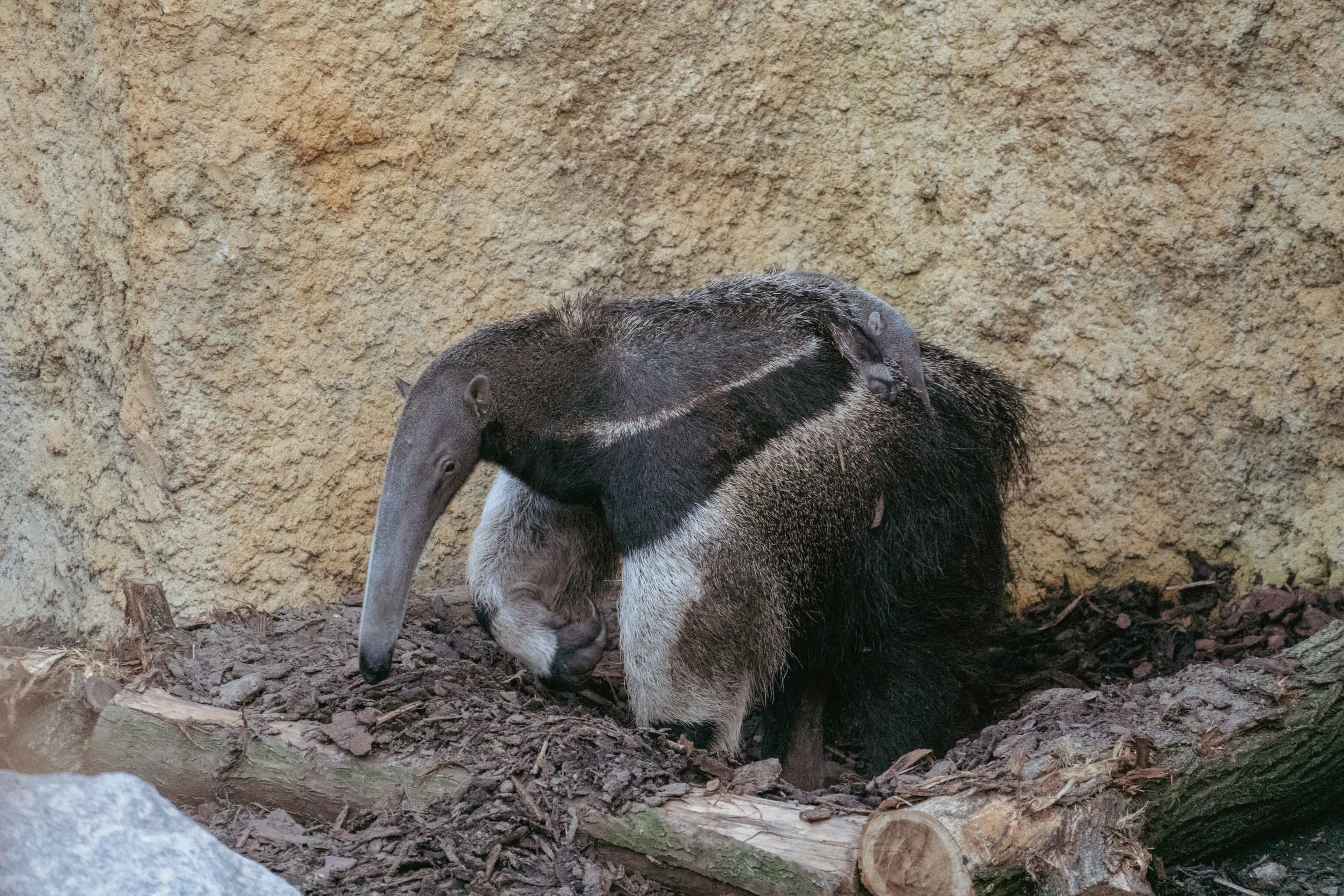 Een ringstaartmaki op een tak tijdens de schemertour in ZooParc Overloon