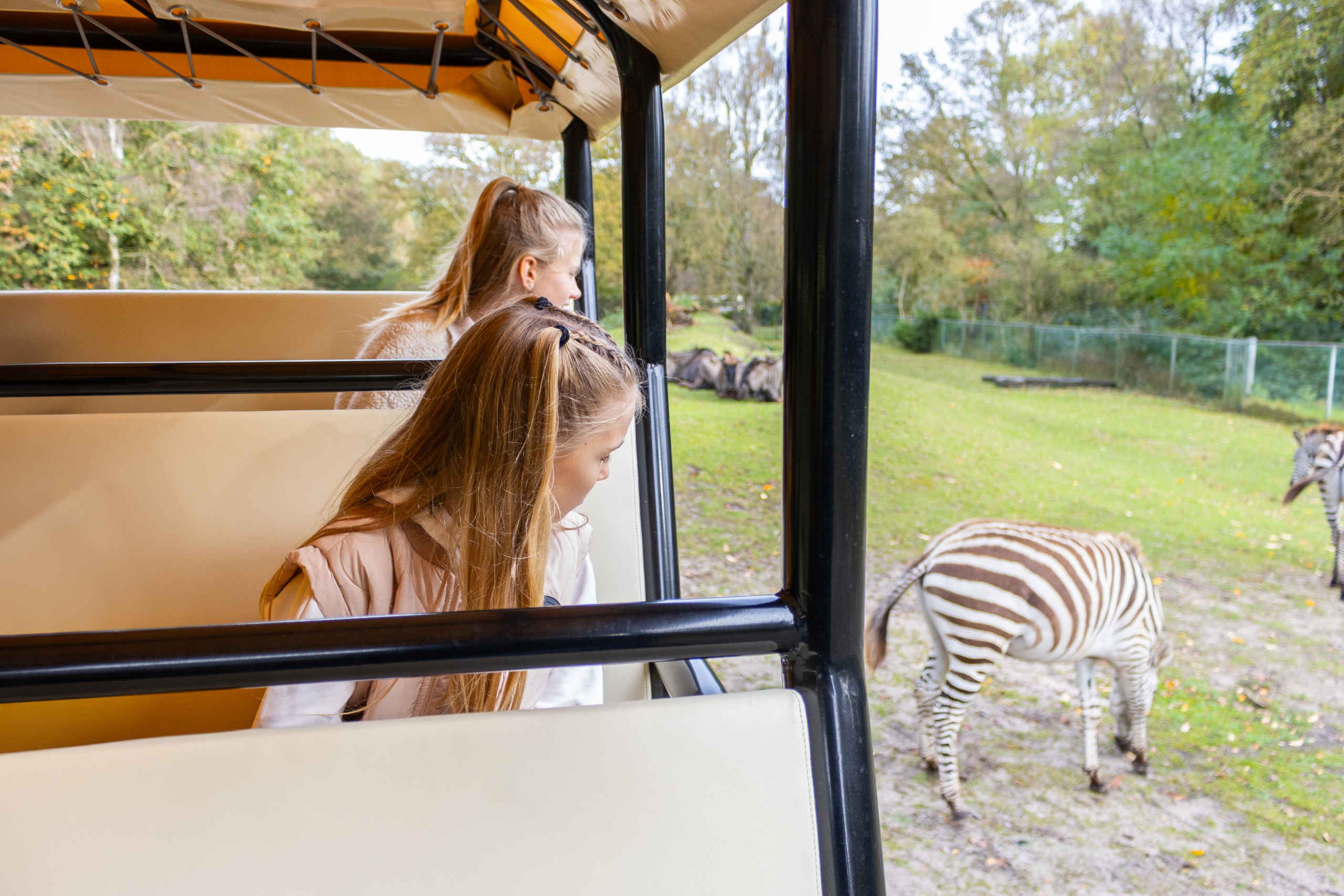 Kinderen bij de zebra's tijdens de gamedrive Safaripark Beekse Bergen