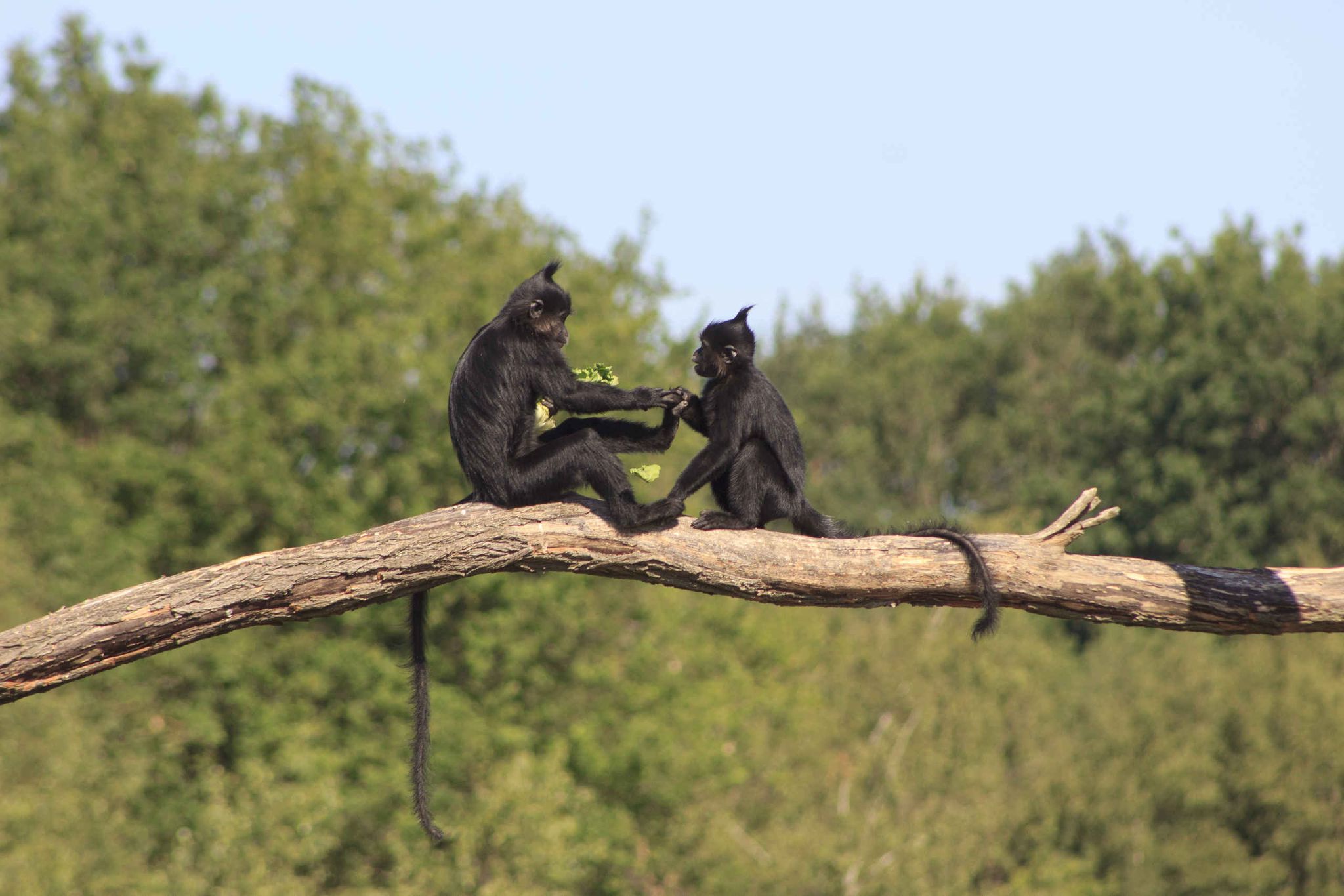 Twee kuifmangabeys op een tak in Safaripark Beekse Bergen