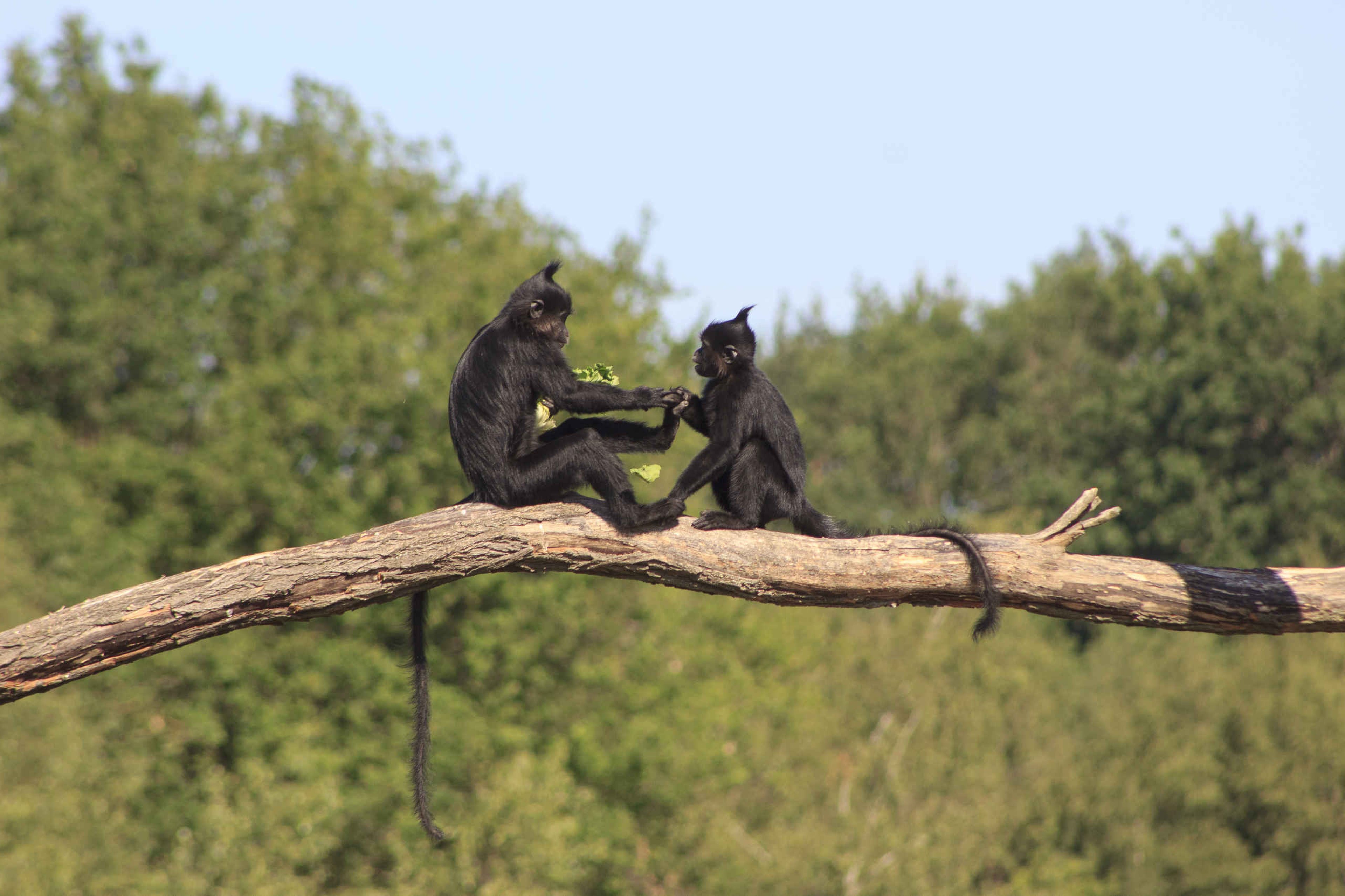 Twee kuifmangabeys op een tak in Safaripark Beekse Bergen