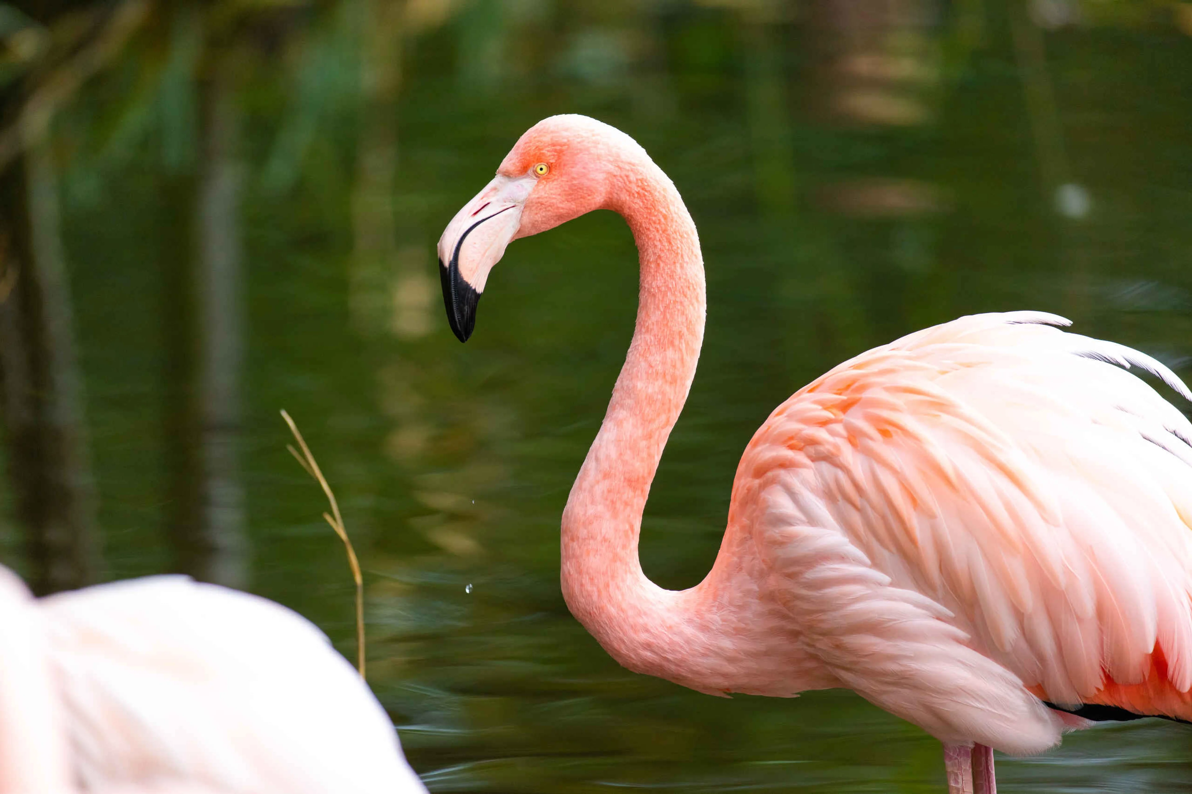 Flamingo in water het dier in AquaZoo Leeuwarden