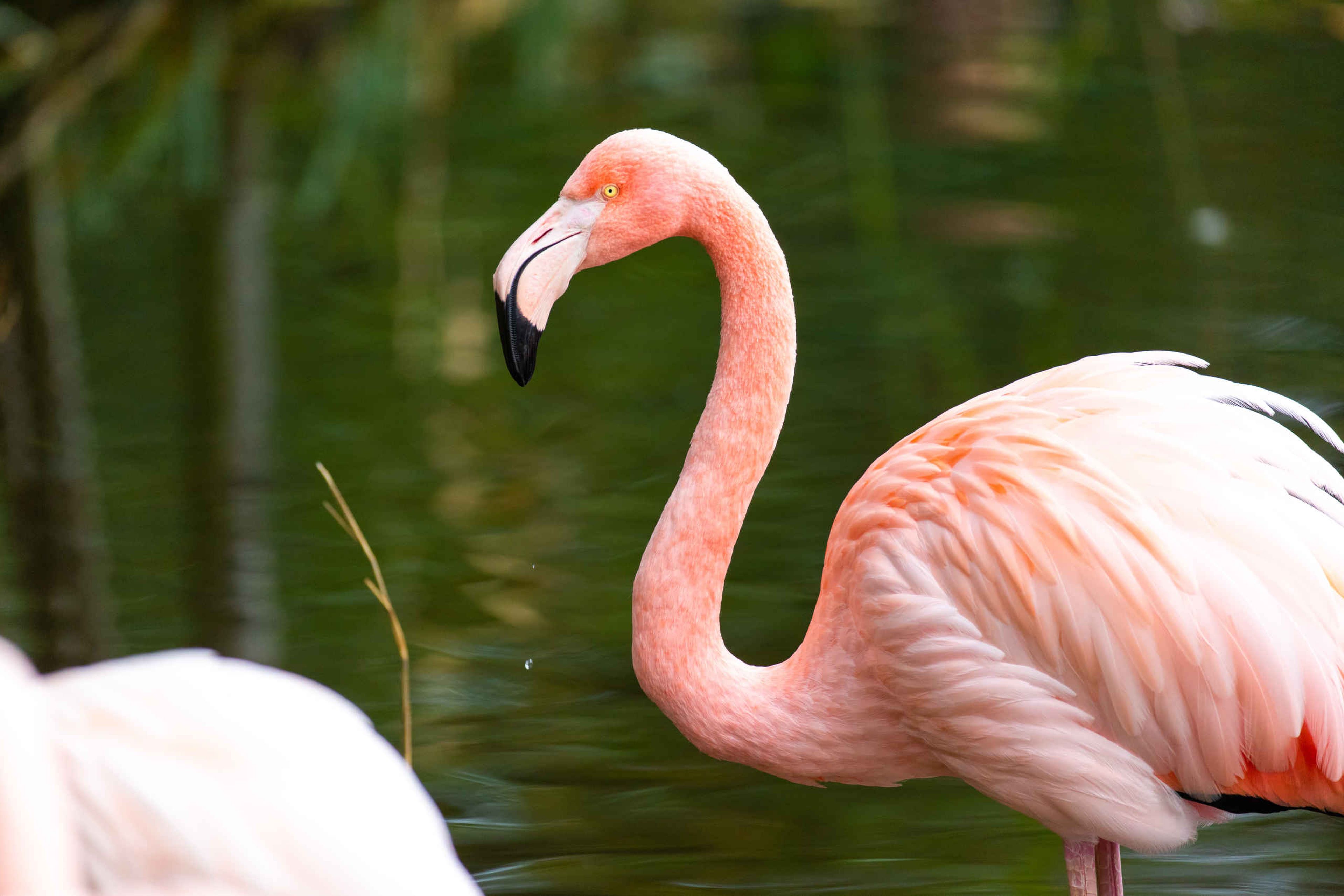 Flamingo in water het dier in AquaZoo Leeuwarden