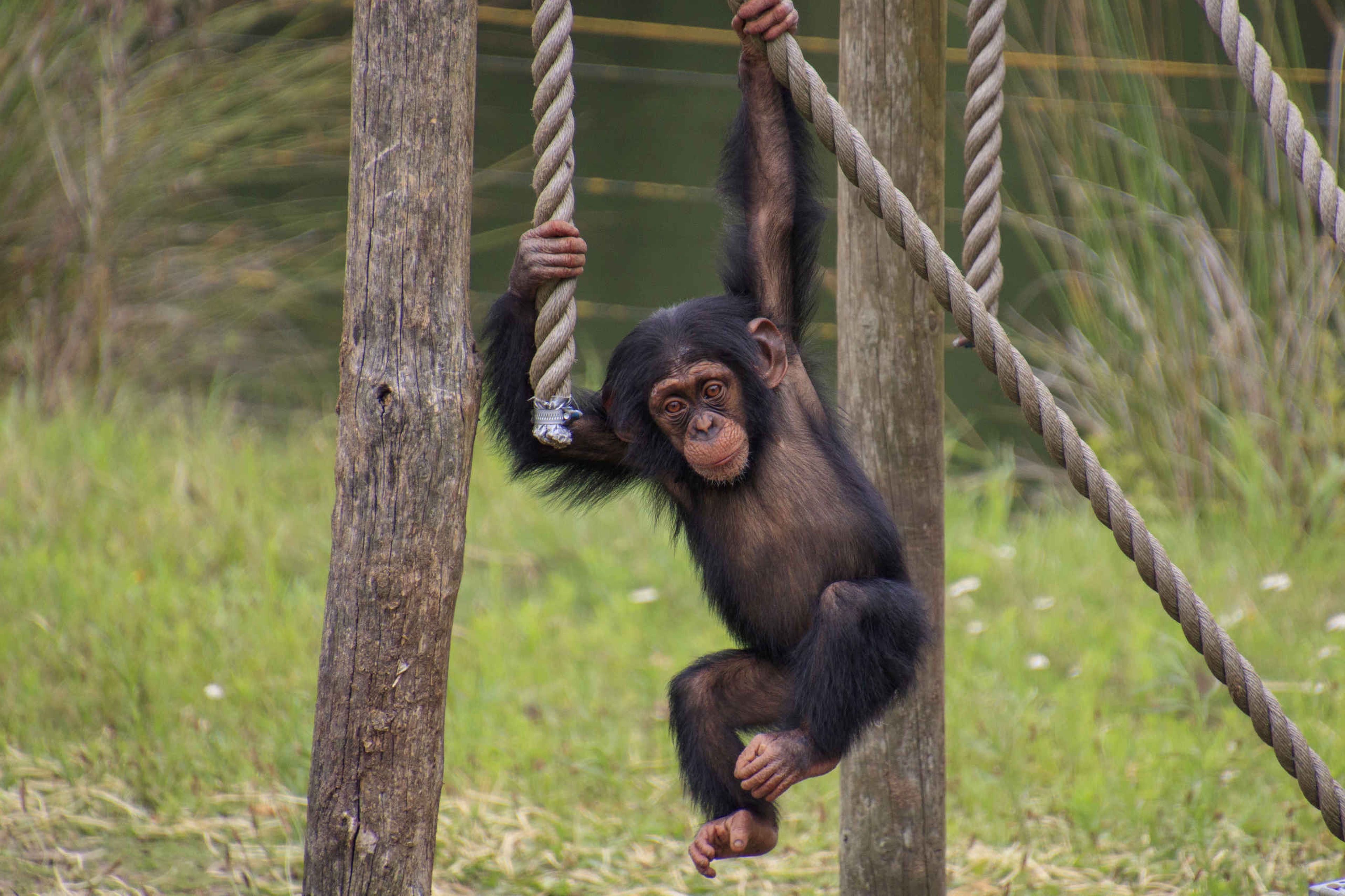 Chimpanseejong slingert door het verblijf in Safaripark Beekse Bergen