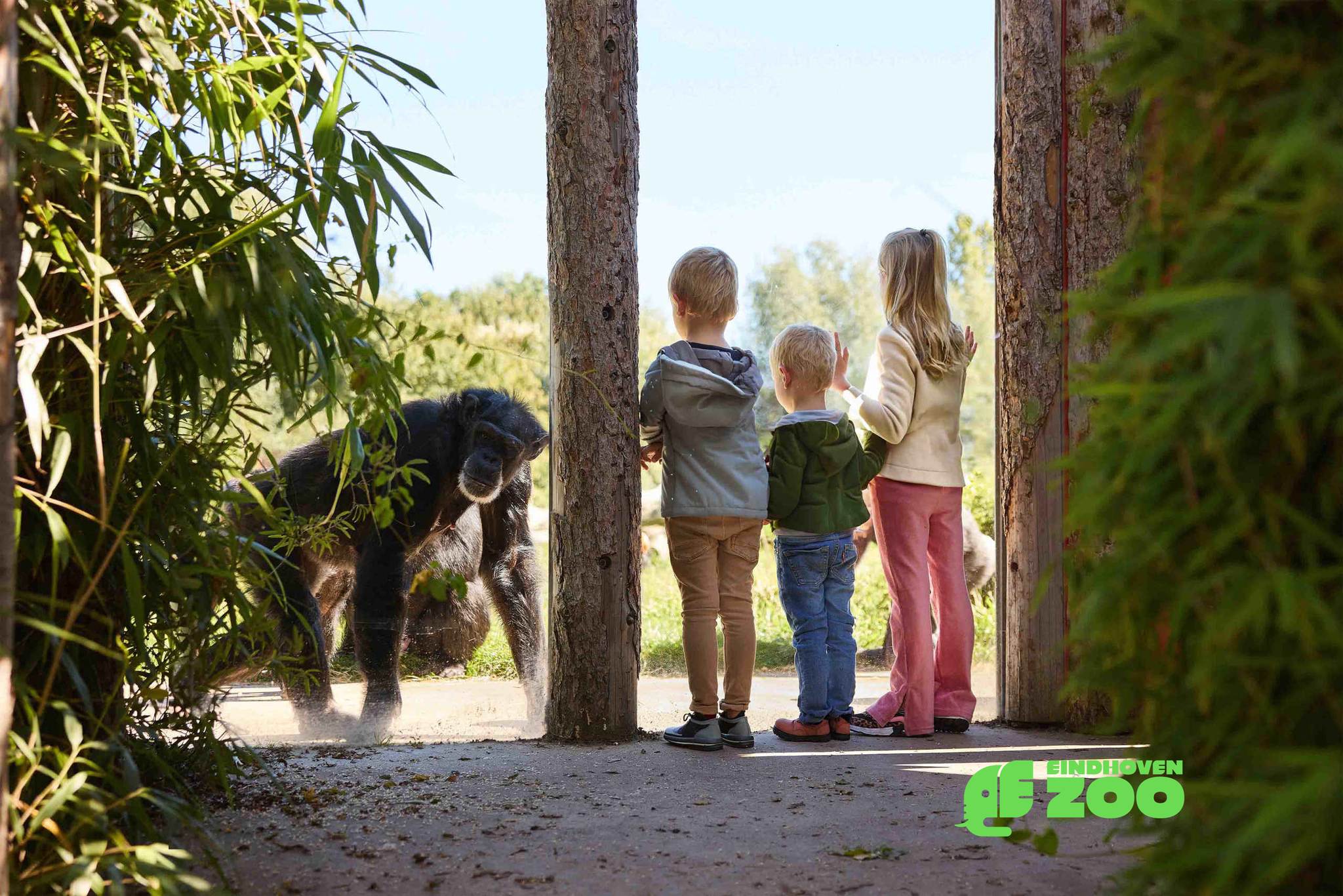 Chimpansee achter het raam met kinderen die kijken in Eindhoven Zoo