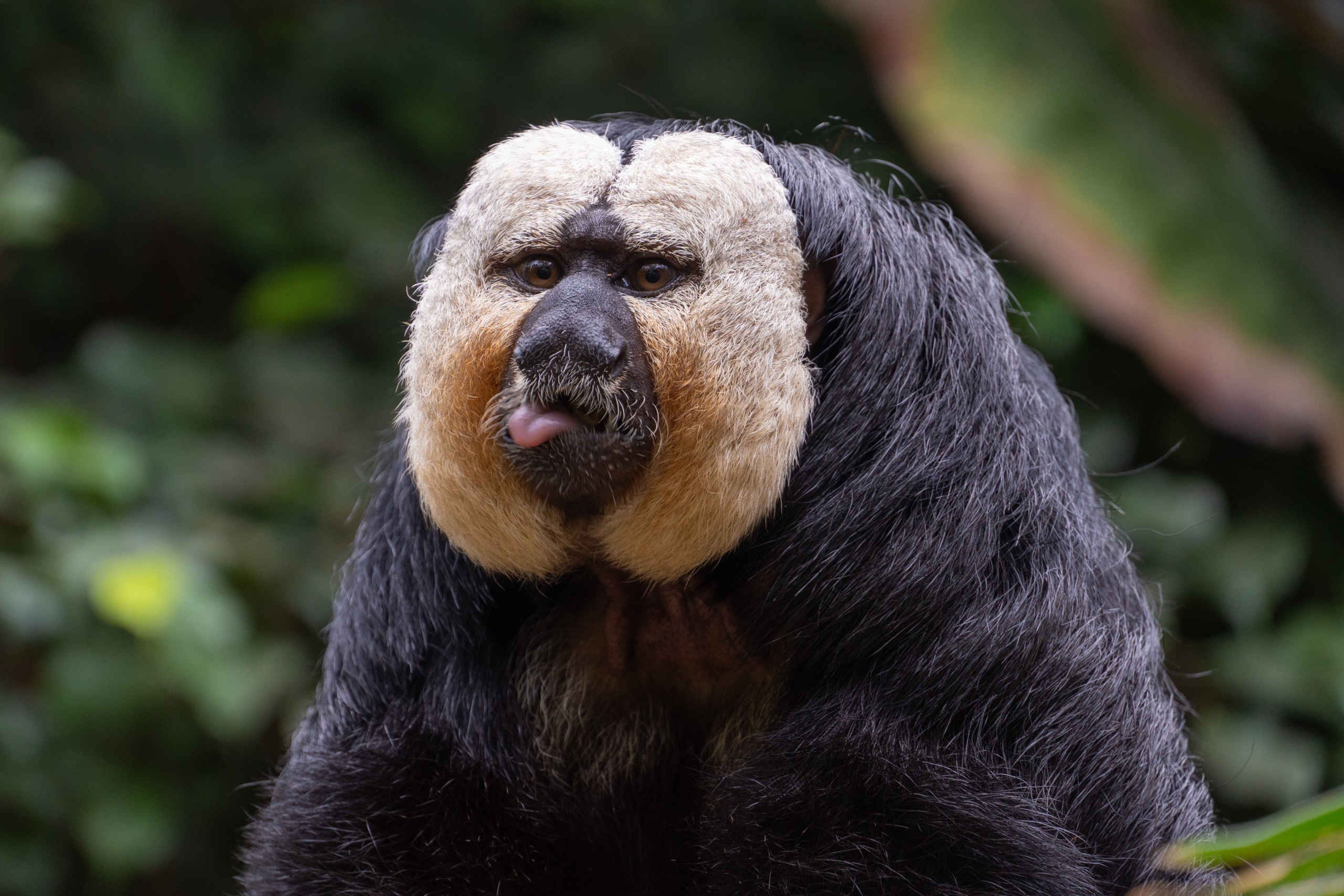 Een witgezichtsaki steekt zijn tong uit in ZooParc Overloon