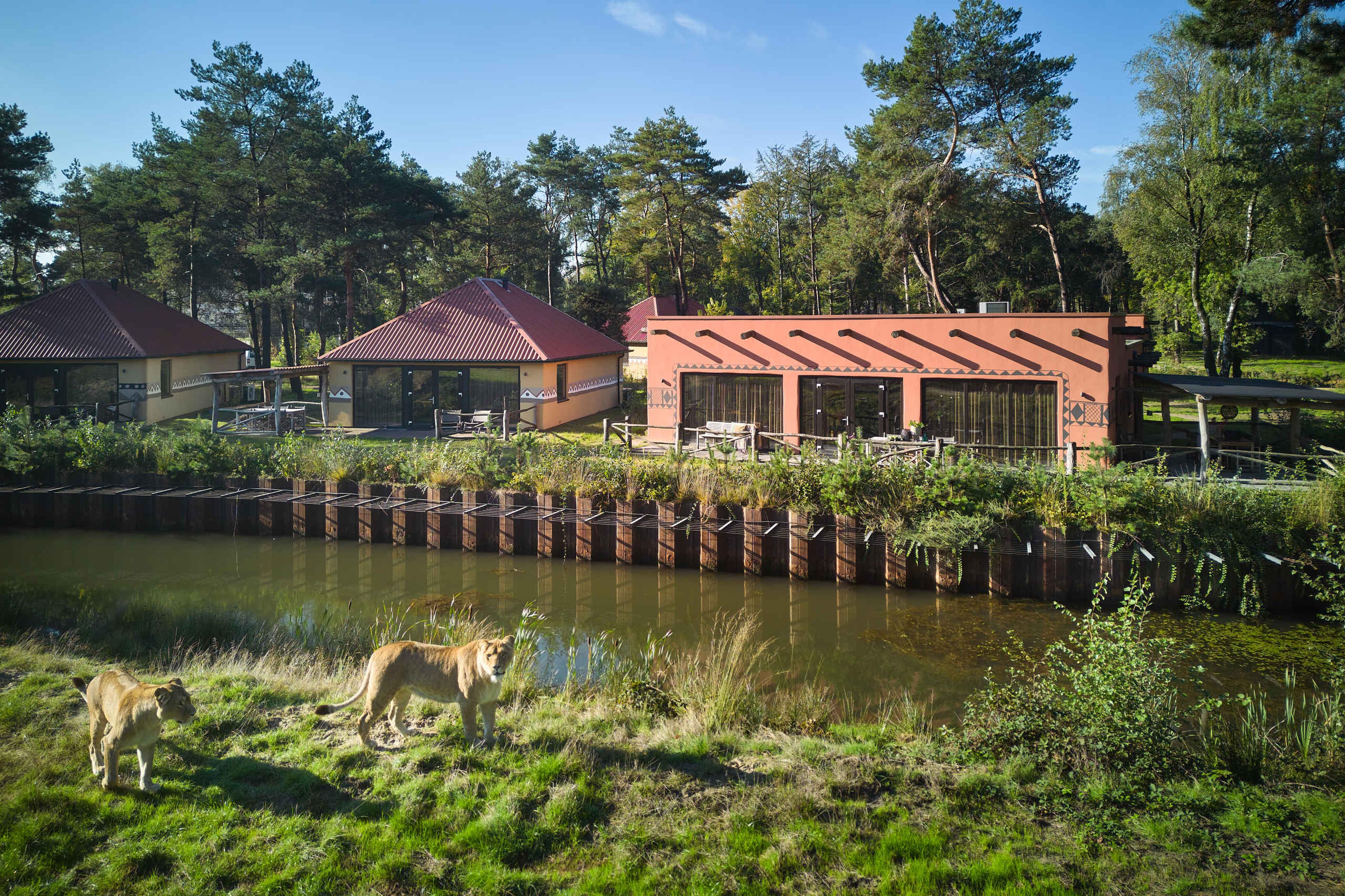 Leeuwen bij de Savanne Groepslodge de groepsaccommodatie op Safari Resort Beekse Bergen