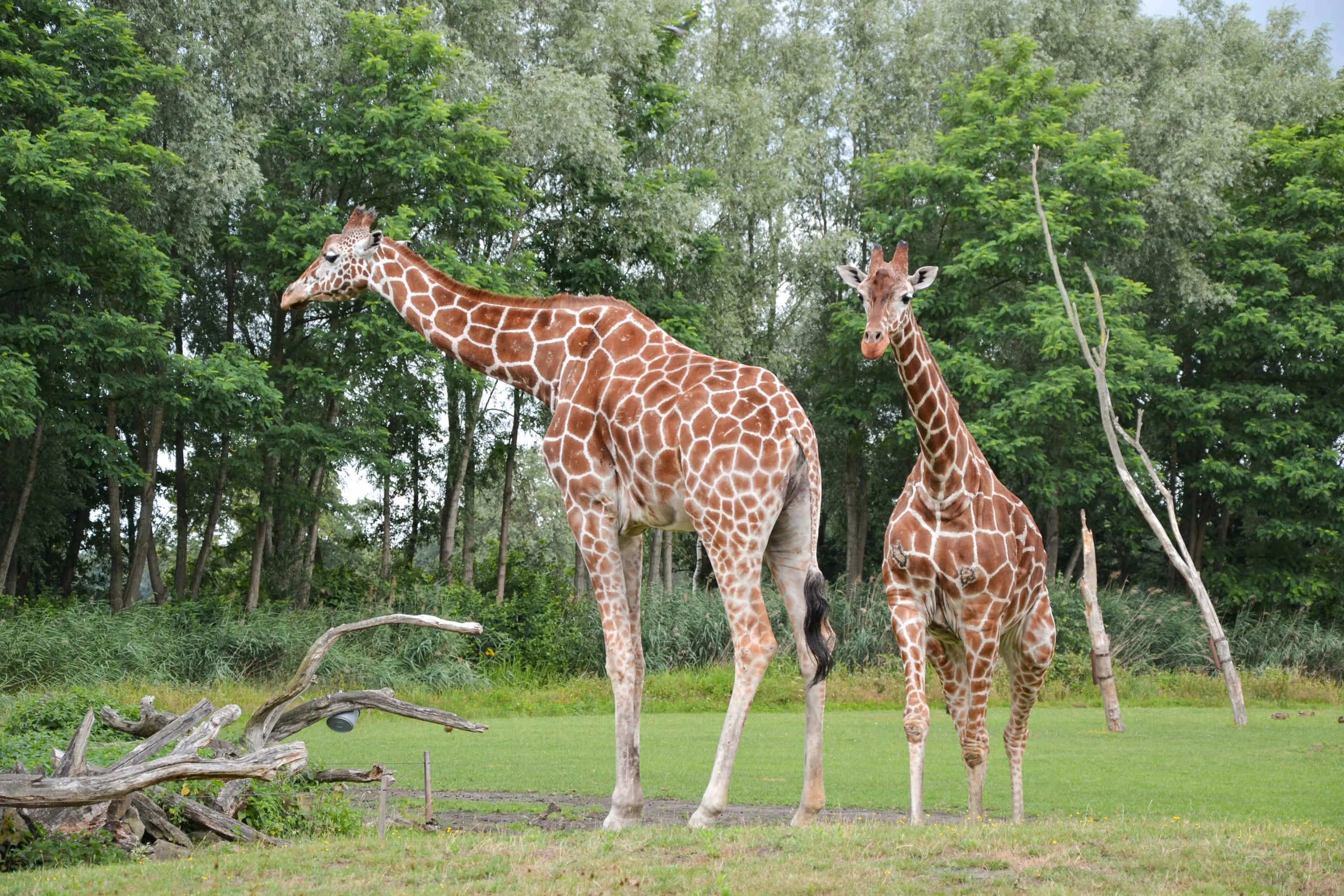 Giraffen op grasveld ZooParc Overloon