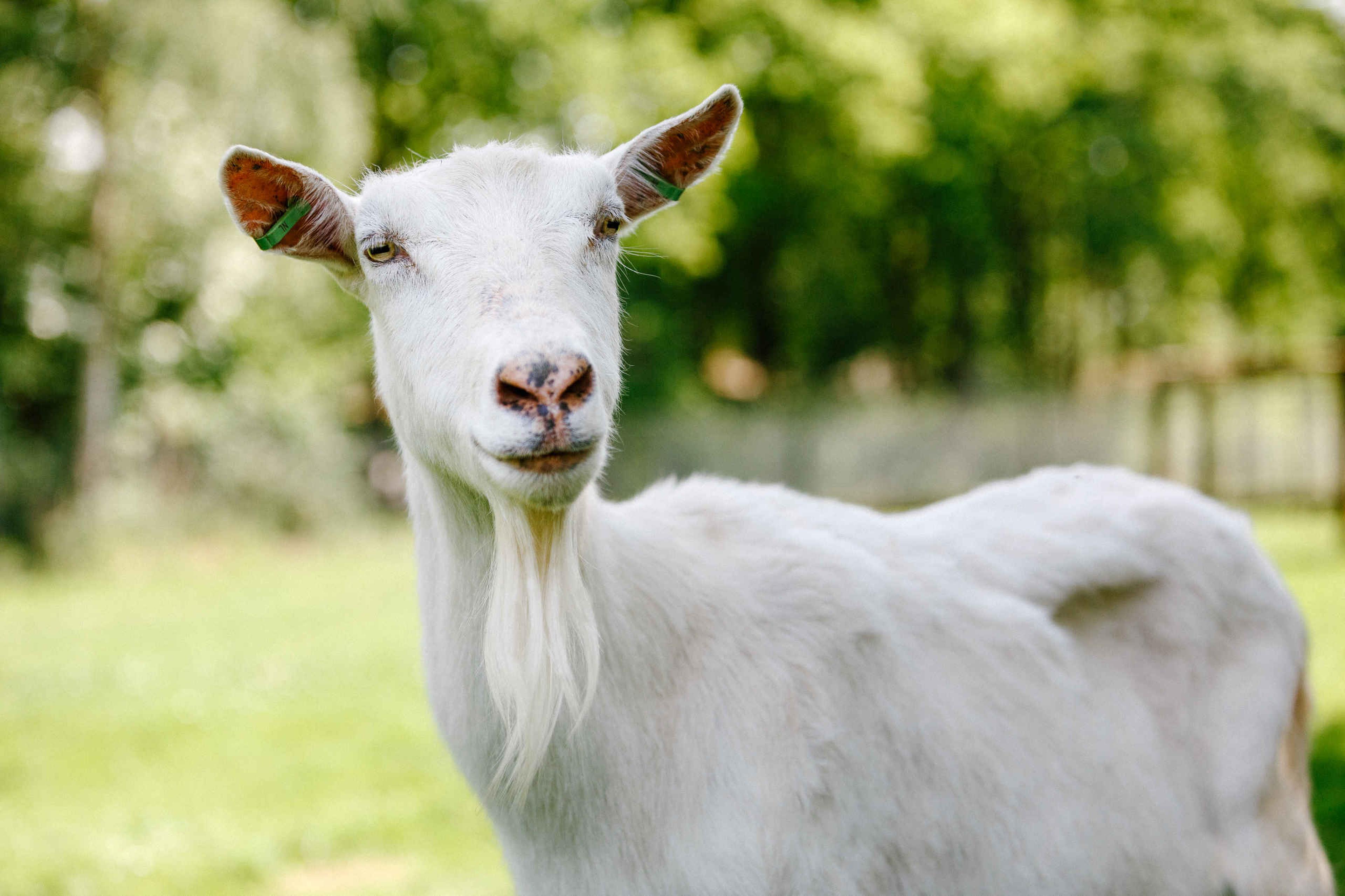 Witte melkgeit bij de kinderboerderij van Dierenbos