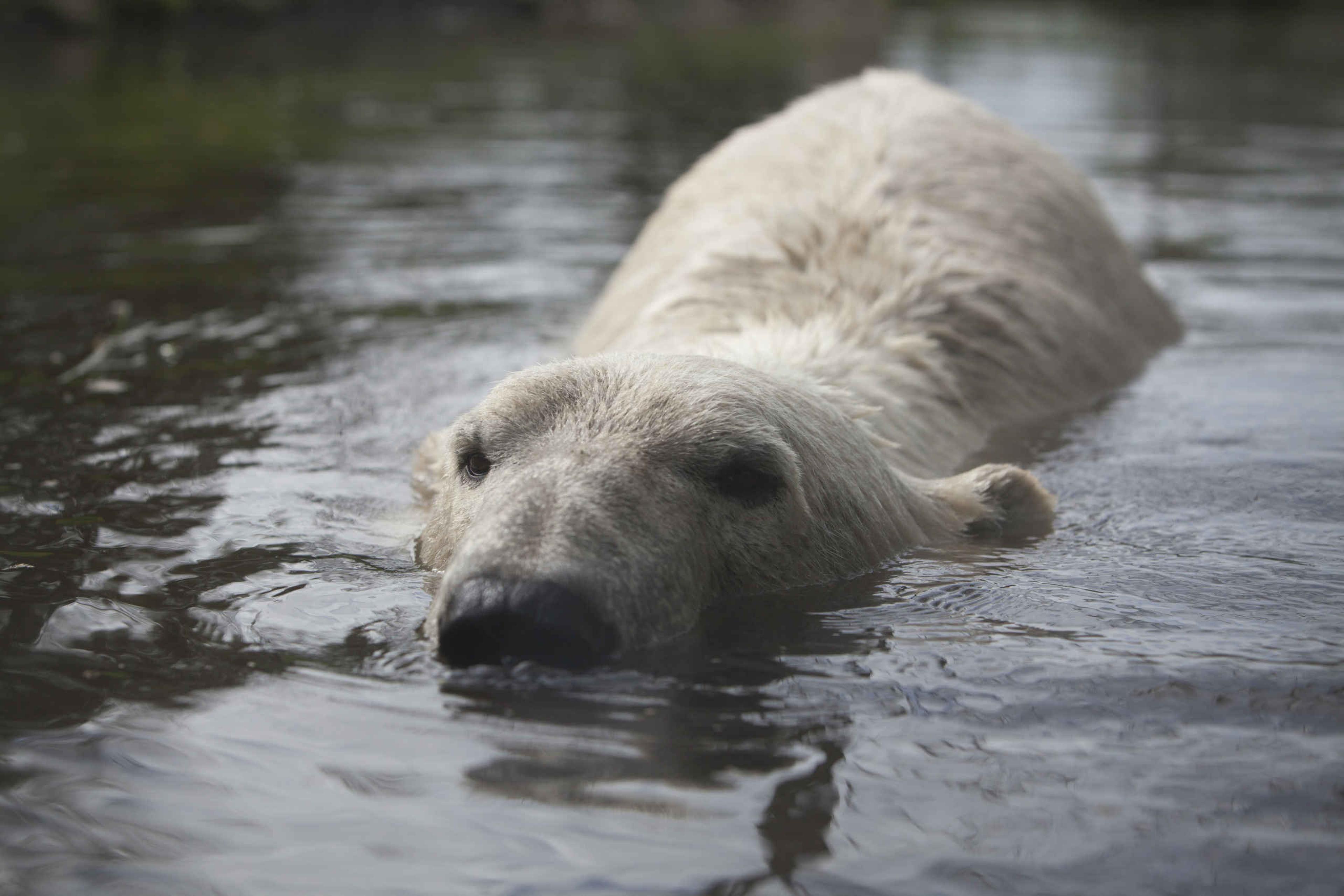 IJsbeer in water AquaZoo Leeuwarden