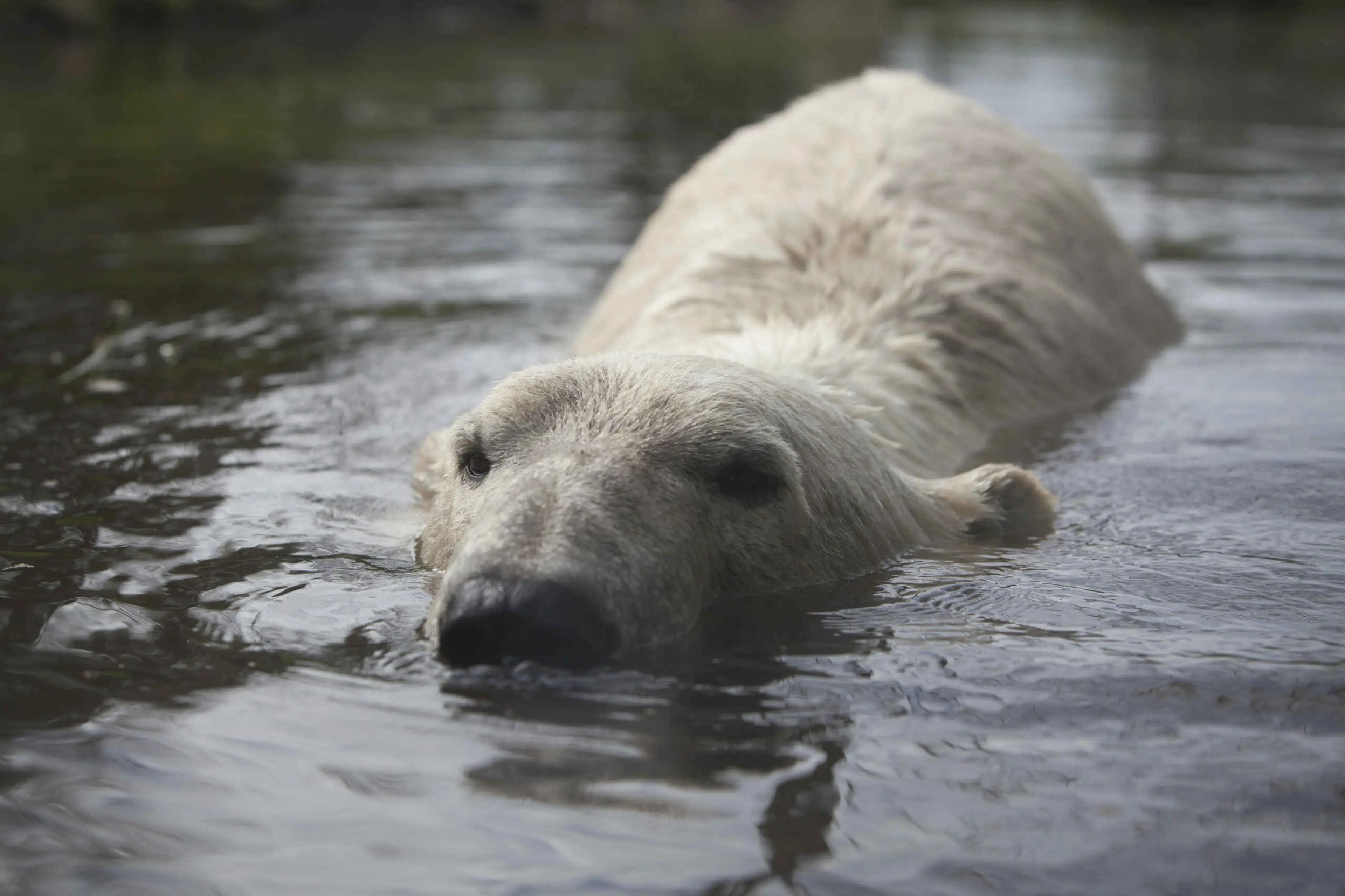 IJsbeer in water AquaZoo Leeuwarden
