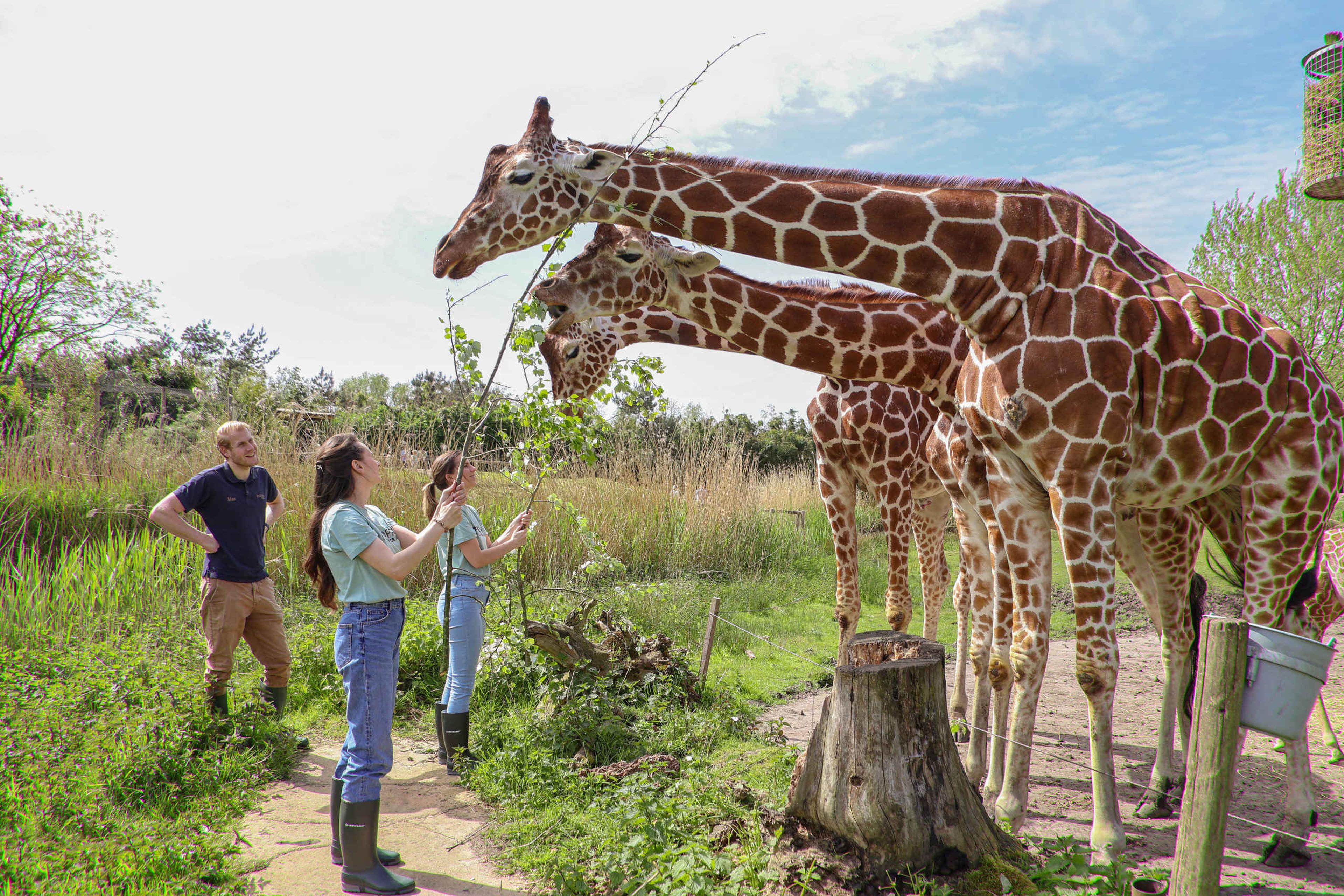 Deelnemers voeren giraffen tijdens Keeper for a day in ZooParc Overloon