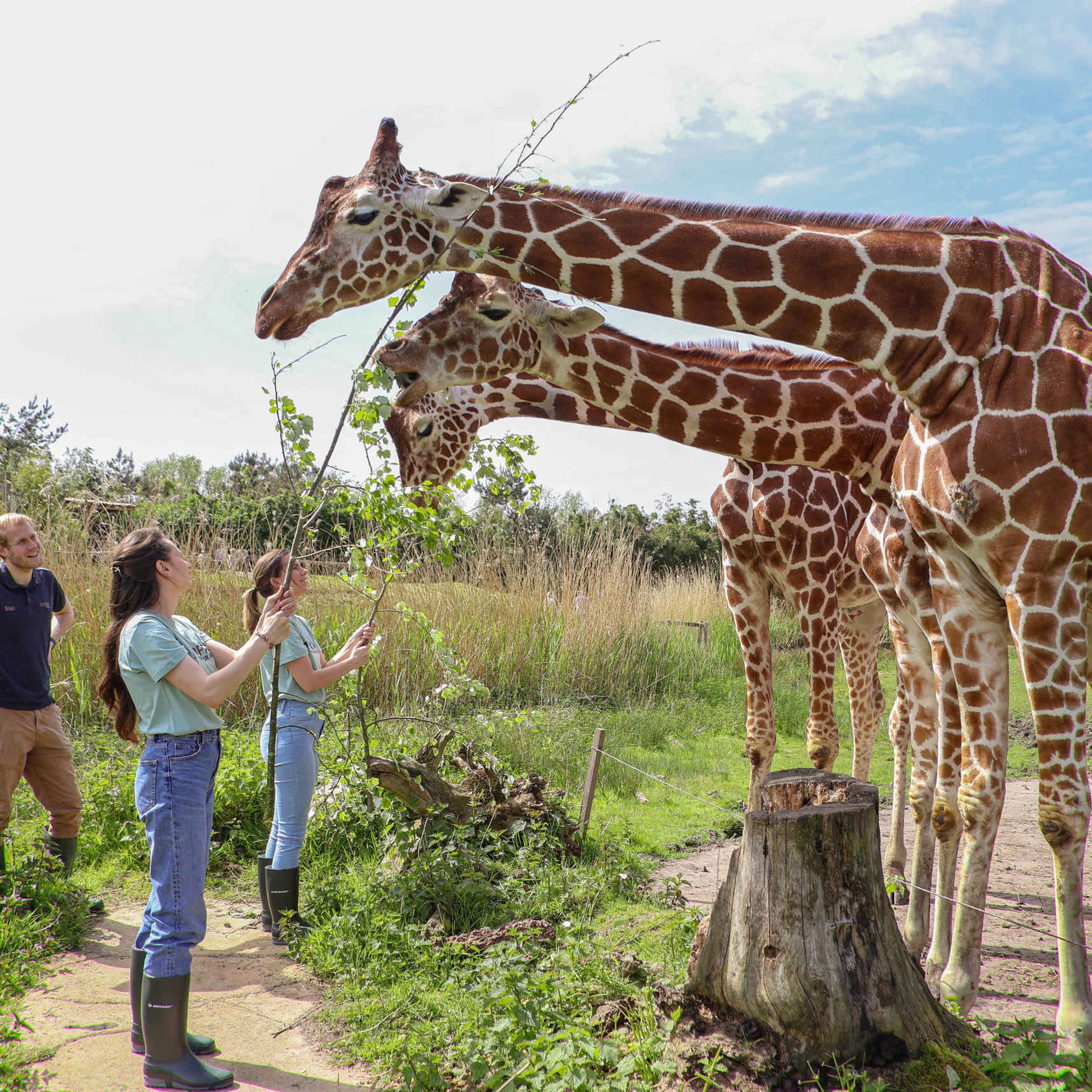Deelnemers voeren giraffen tijdens Keeper for a day in ZooParc Overloon
