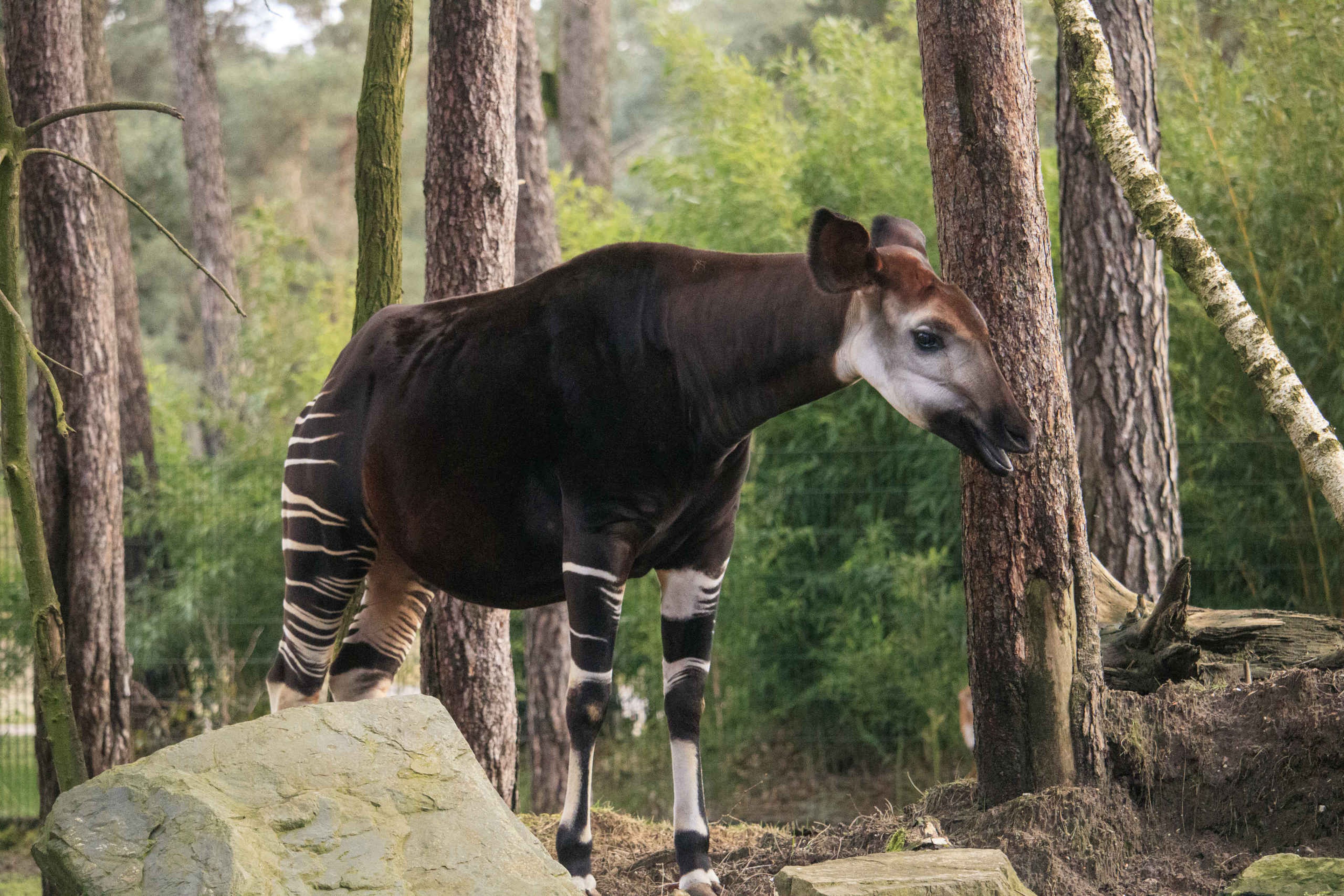 Okapi staat in het verblijf buiten in Safaripark Beekse Bergen