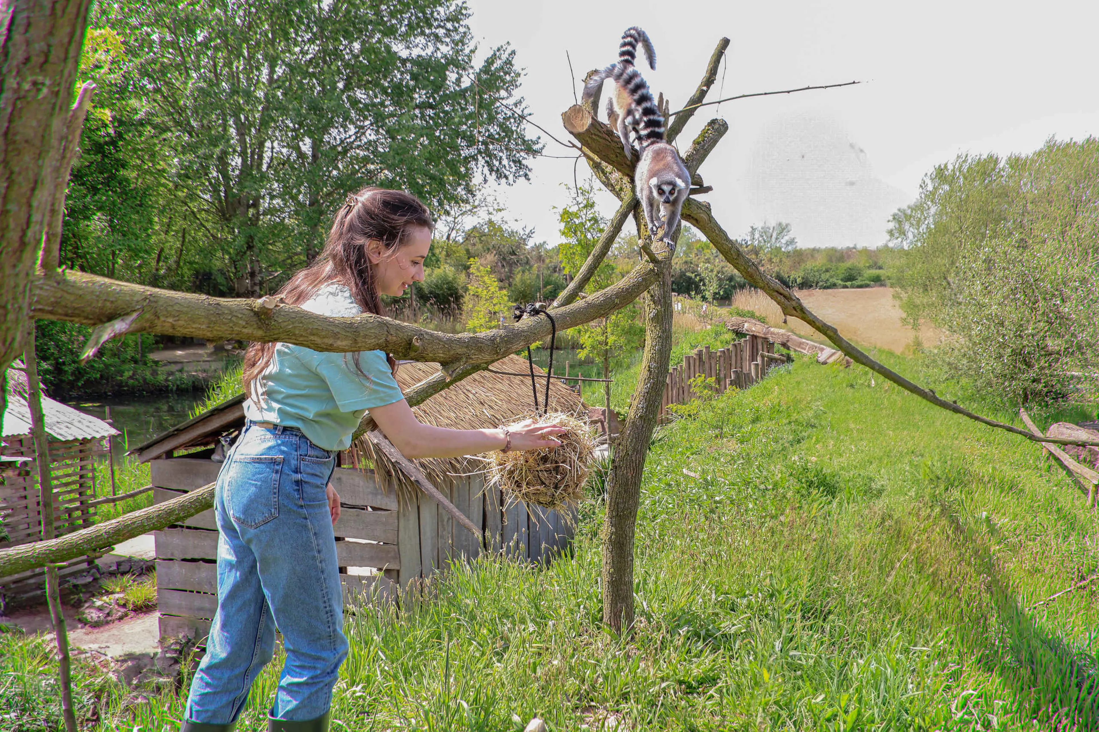 Ringstaartmaki keeper for a day dierverzorging ZooParc Overloon