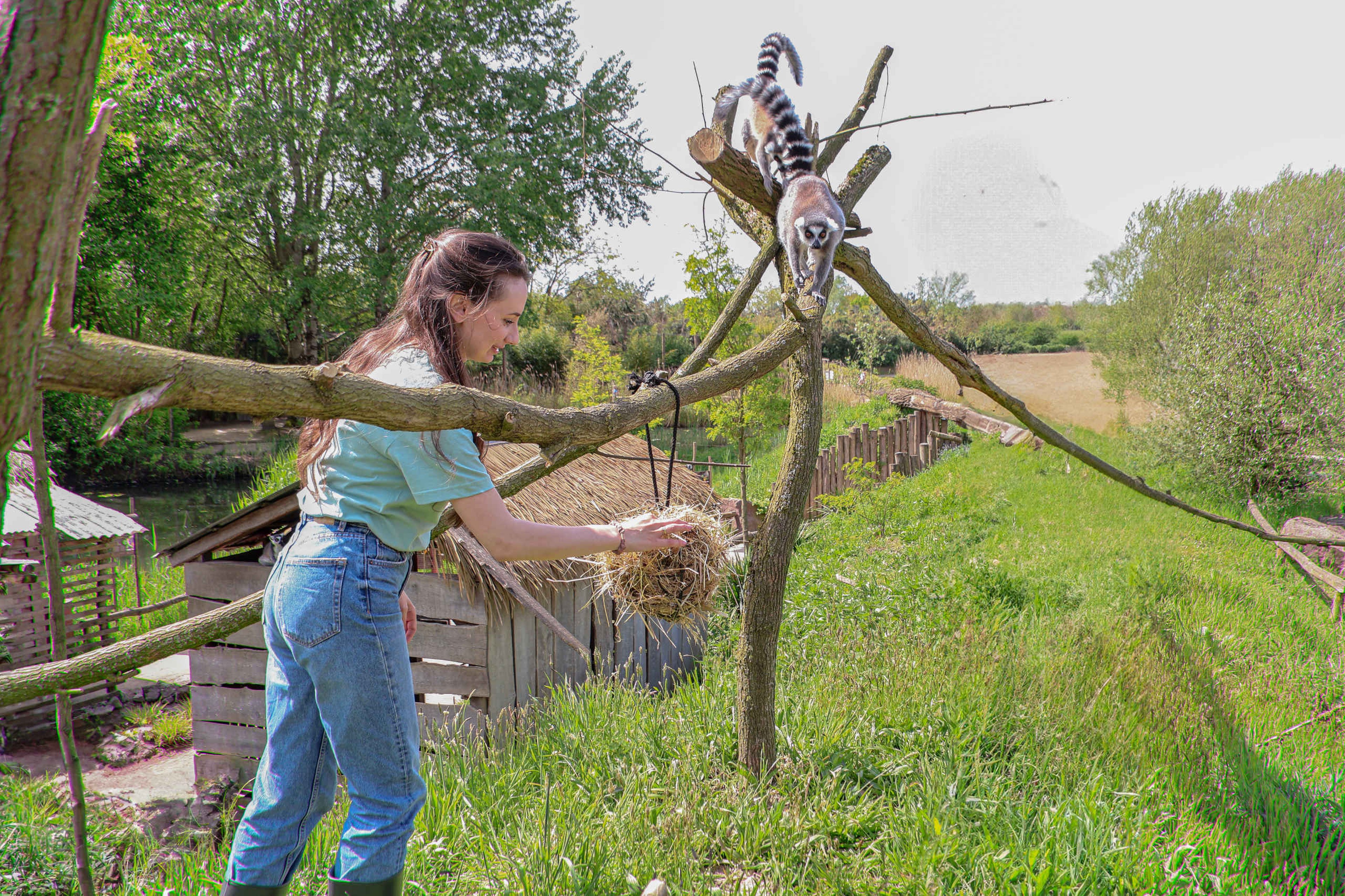 Ringstaartmaki keeper for a day dierverzorging ZooParc Overloon