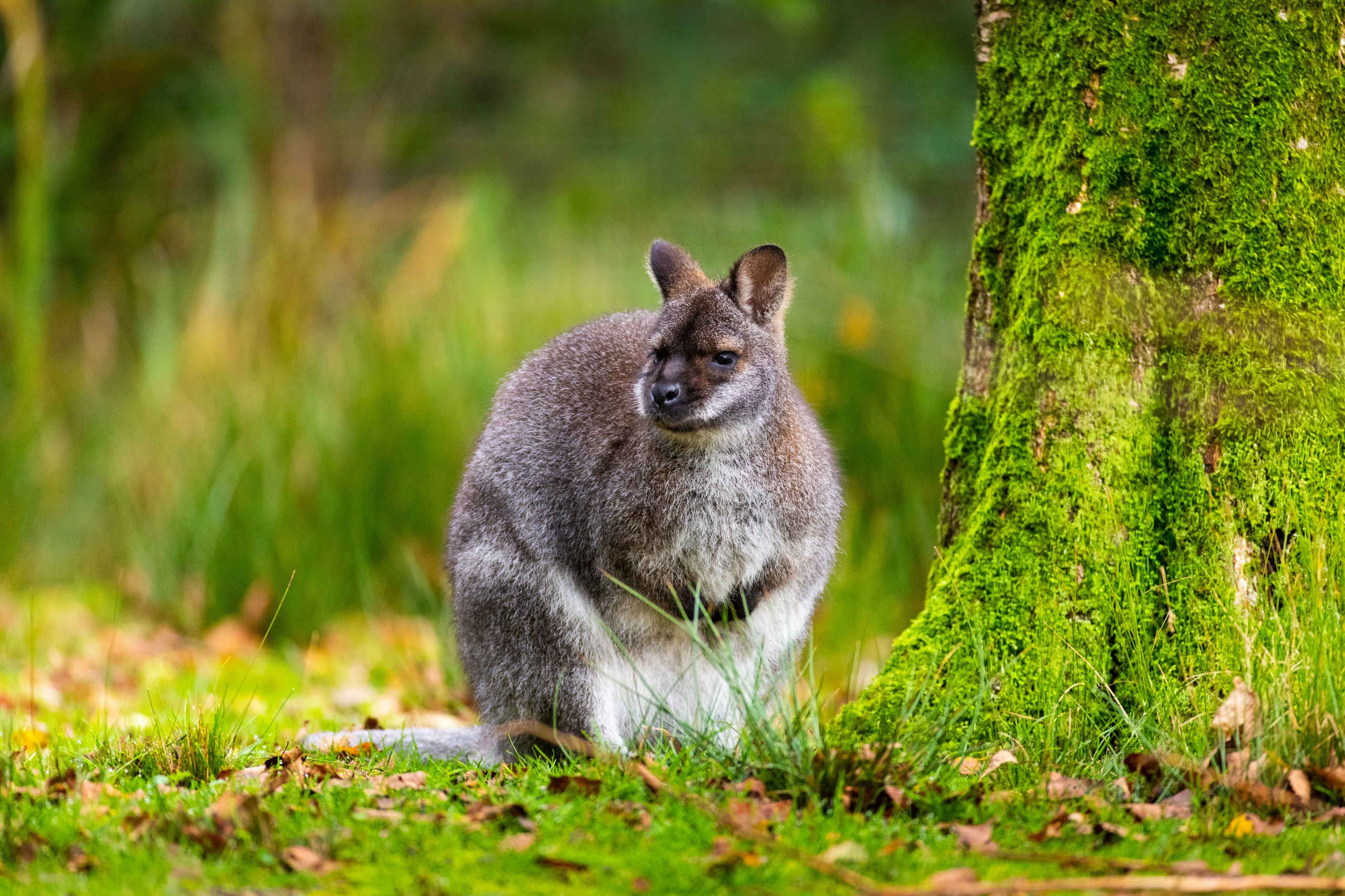 Tammarwallaby op het gras in AquaZoo Leeuwarden
