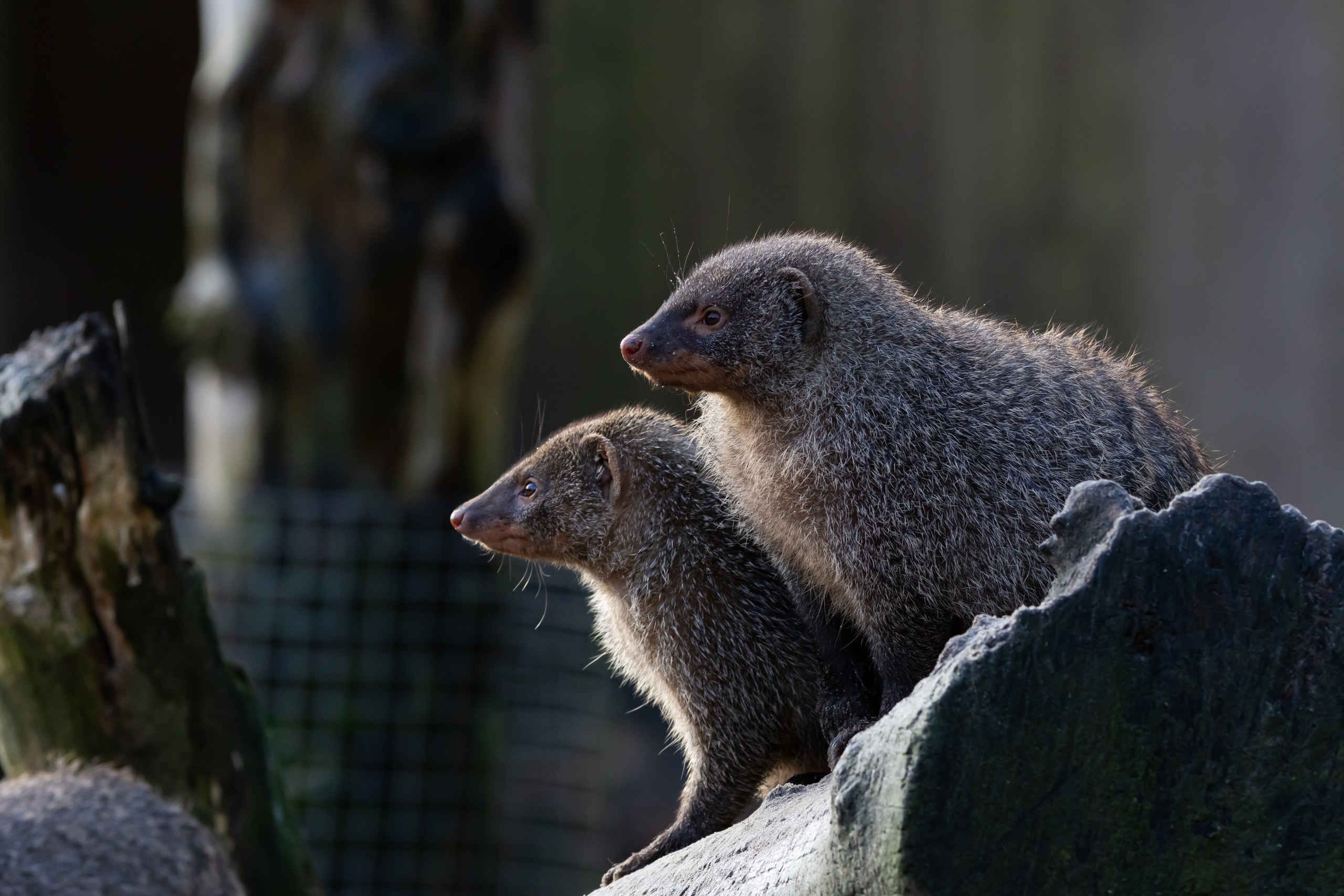Twee zebramangoesten zitten in de zon bij Eindhoven Zoo