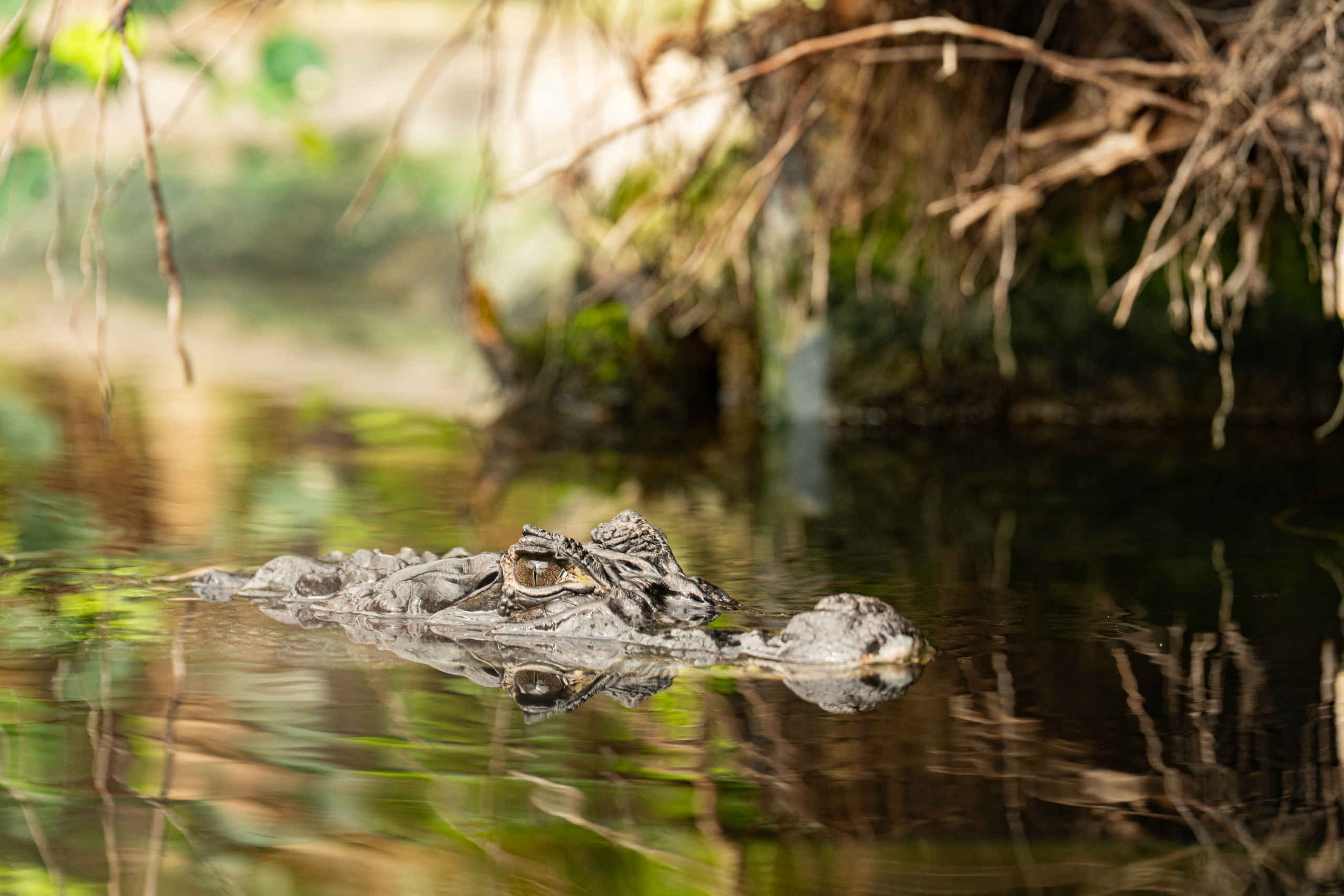Een drijvende brilkaaiman in het water in de Madidi bij ZooParc Overloon