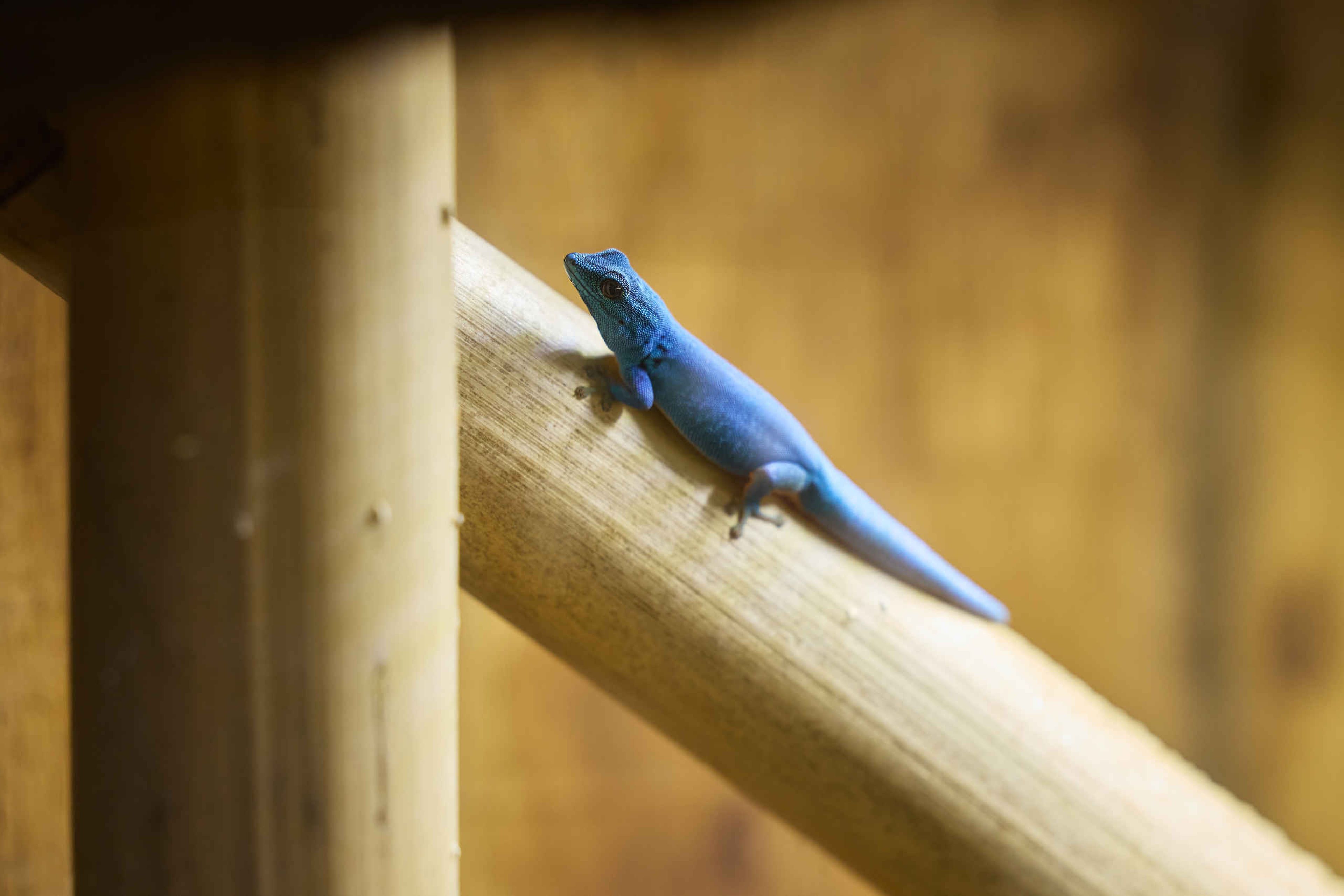 De William's dwerggecko in ZooParc Overloon