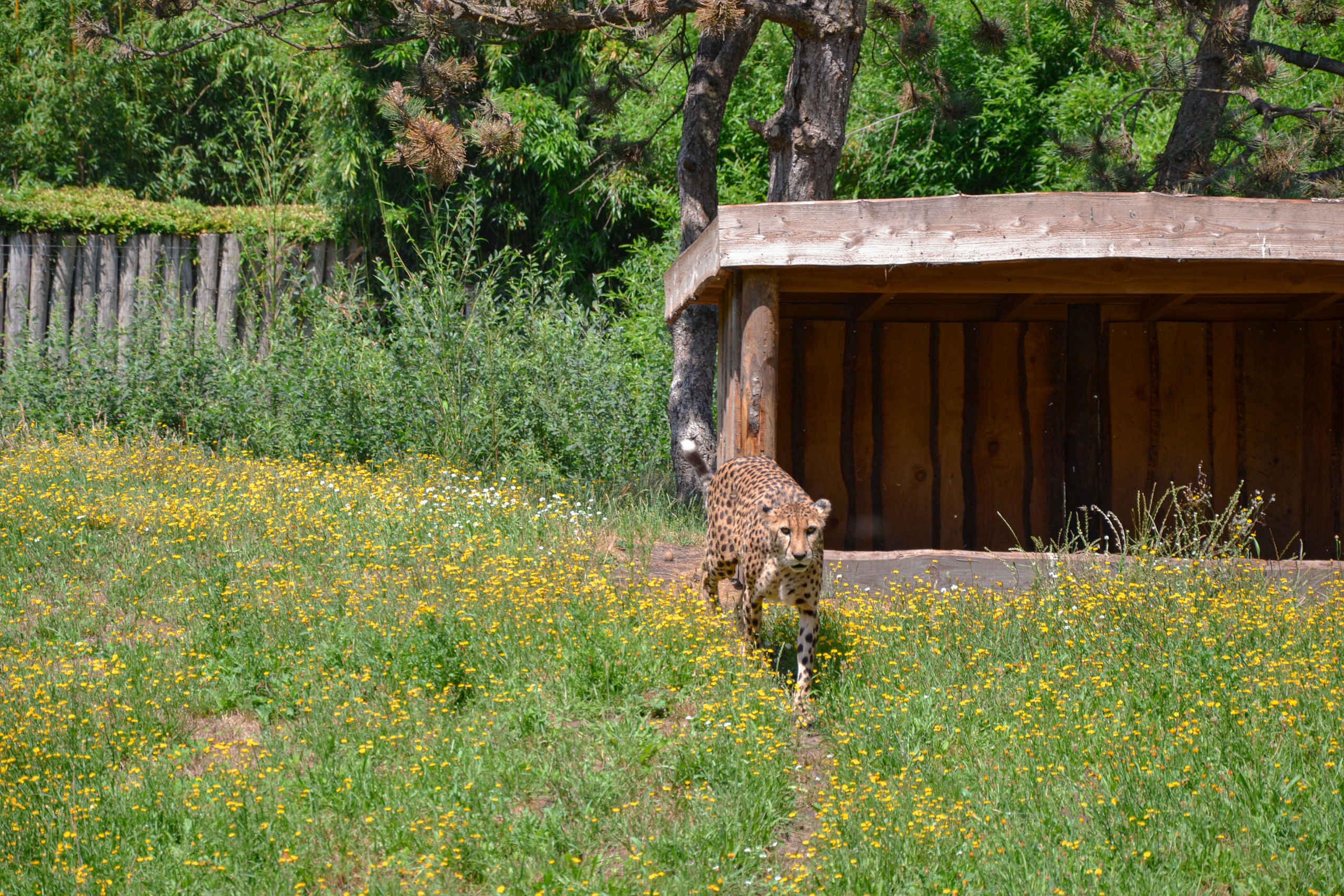 Een zuidelijke cheeta loopt door het verblijf bij ZooParc Overloon.