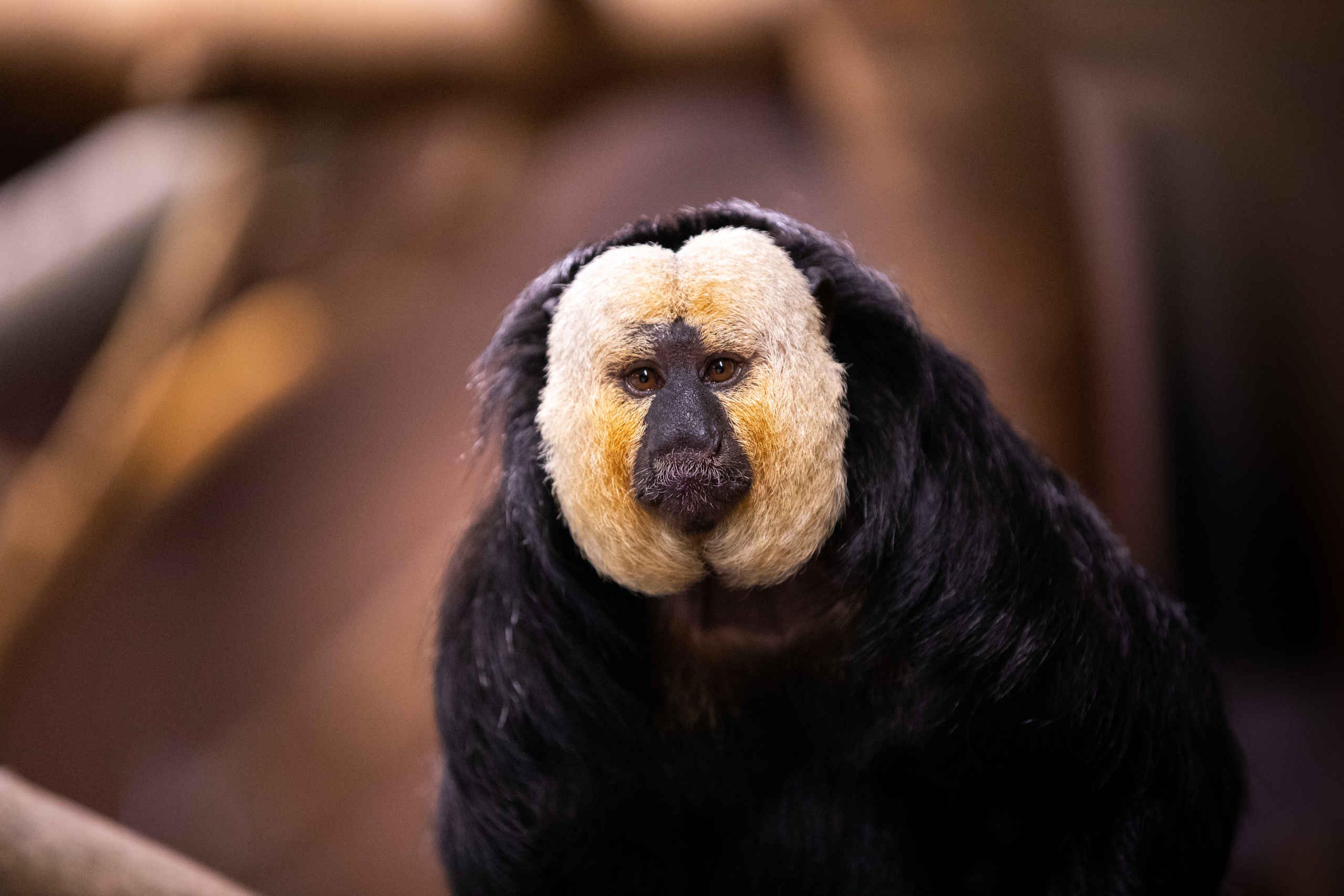 Een witgezichtsaki bij ZooParc Overloon.