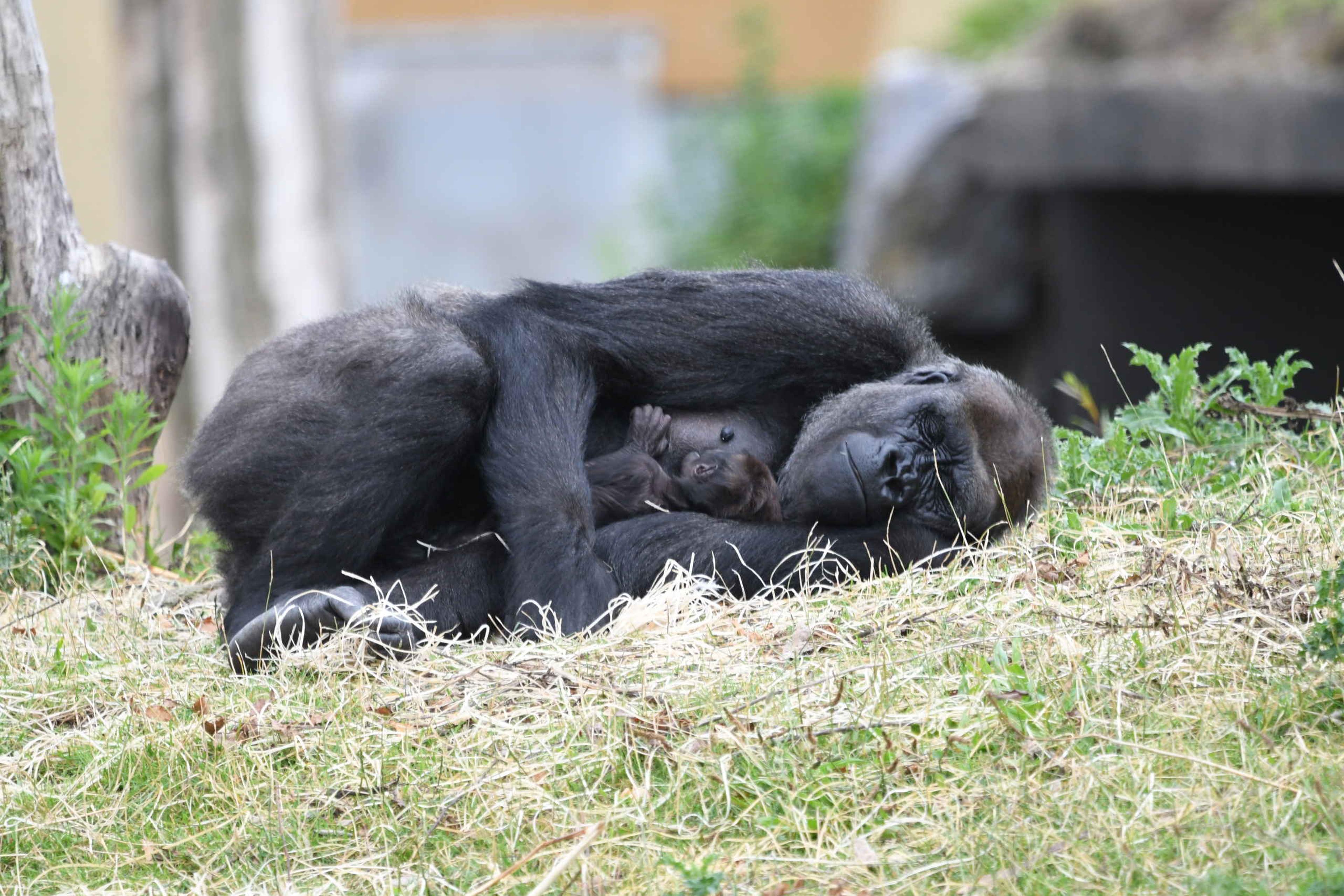 Een westelijke laaglandgorilla met haar jong. Lees meer over de bescherming van gorilla's via Stichting Wildlife bij AquaZoo Leeuwarden.