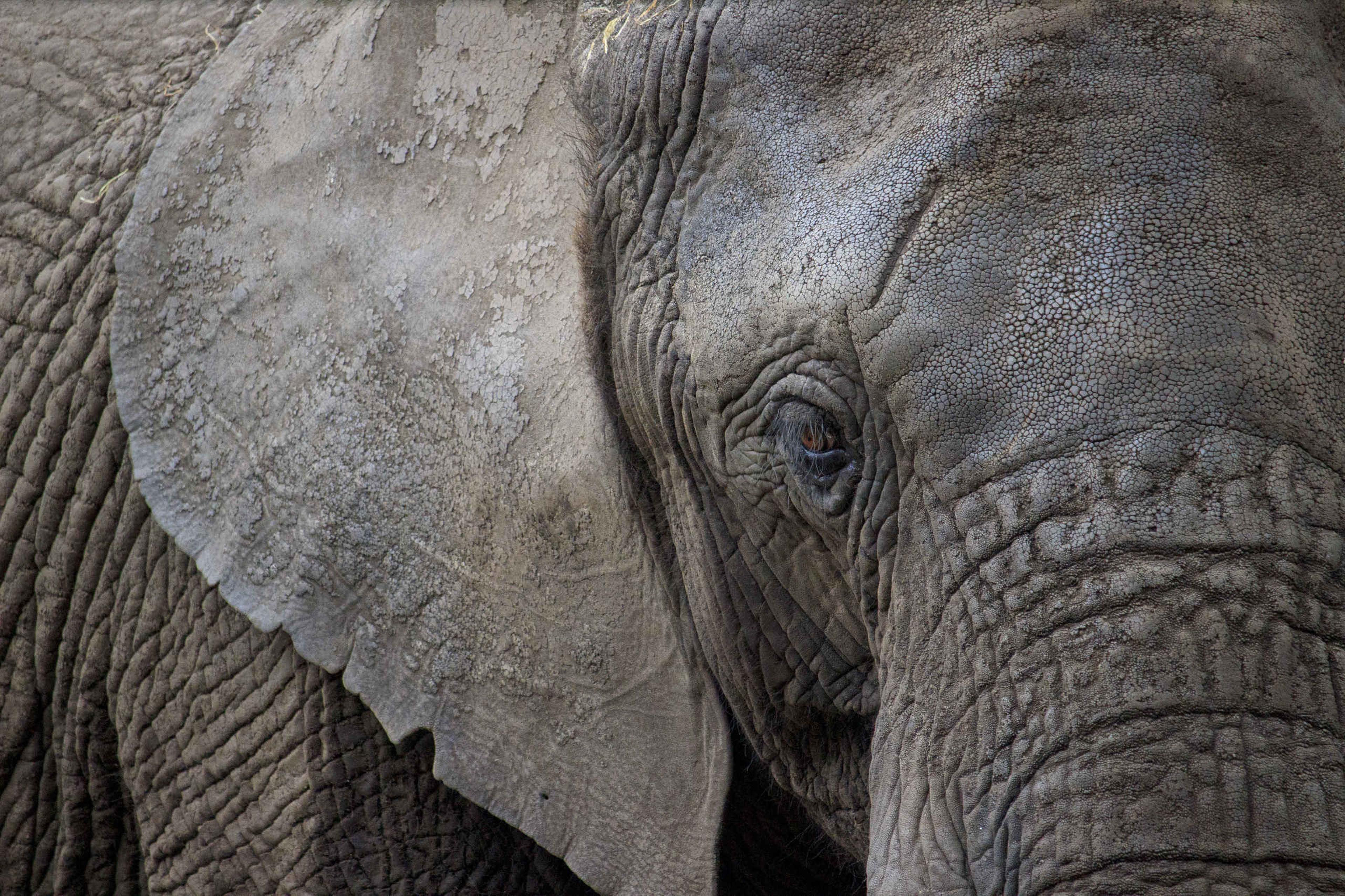 Close-up van olifant in Safaripark Beekse Bergen