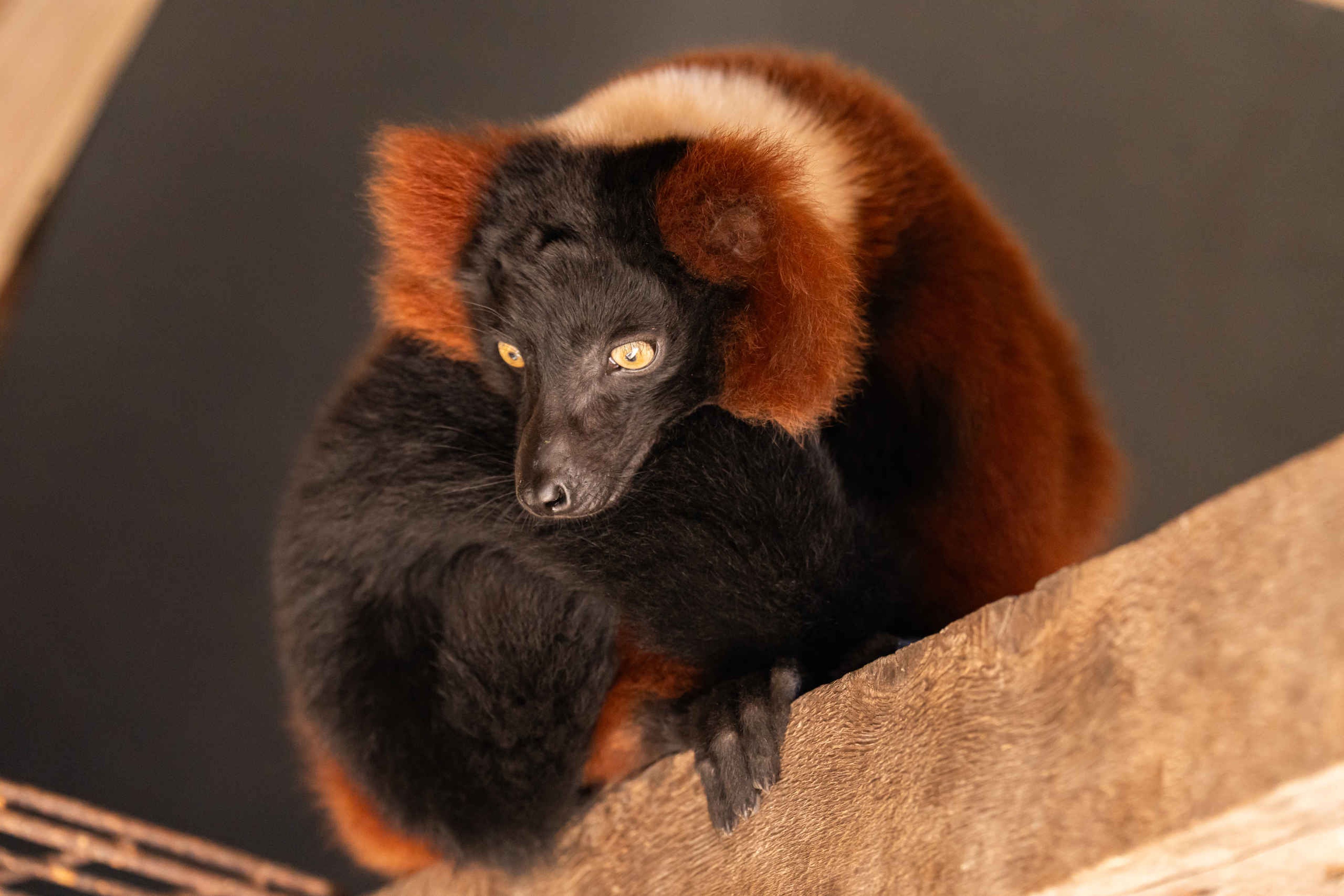 Rode vari close-up in ZooParc Overloon