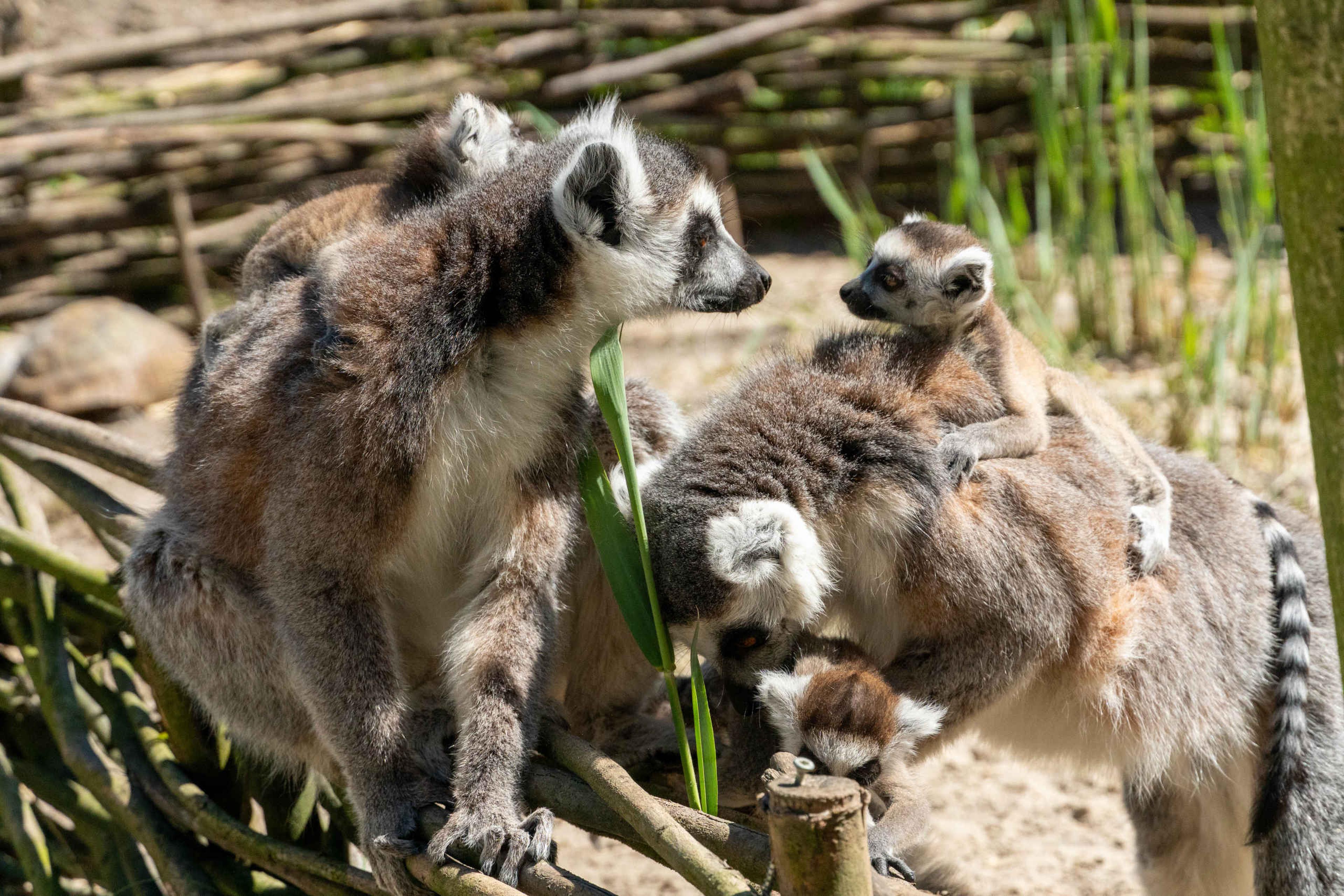 Jonge ringstaartmaki op de rug van de moeder bij ZooParc Overloon