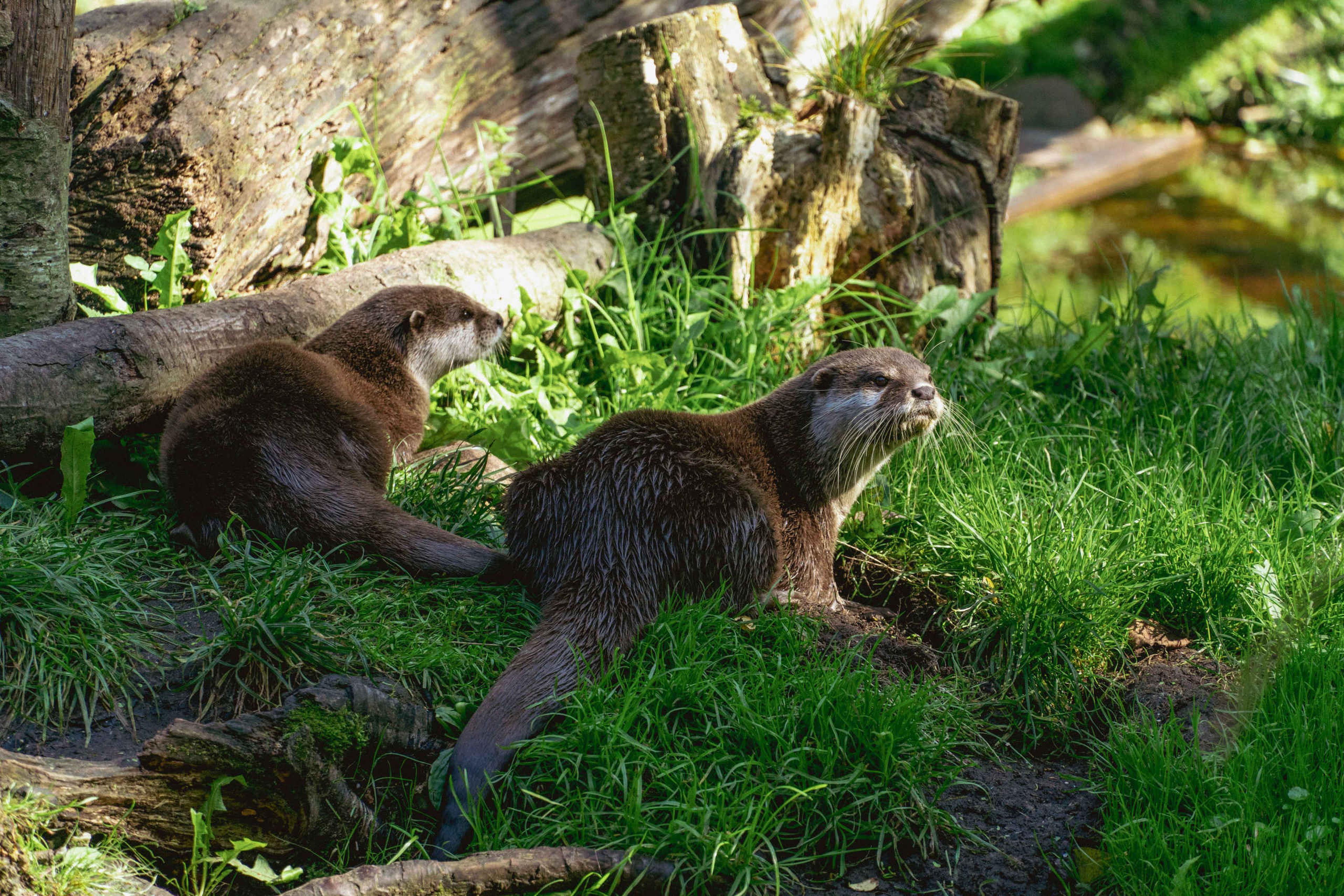 Twee Aziatische kleinklauwotters kijken om in AquaZoo Leeuwarden
