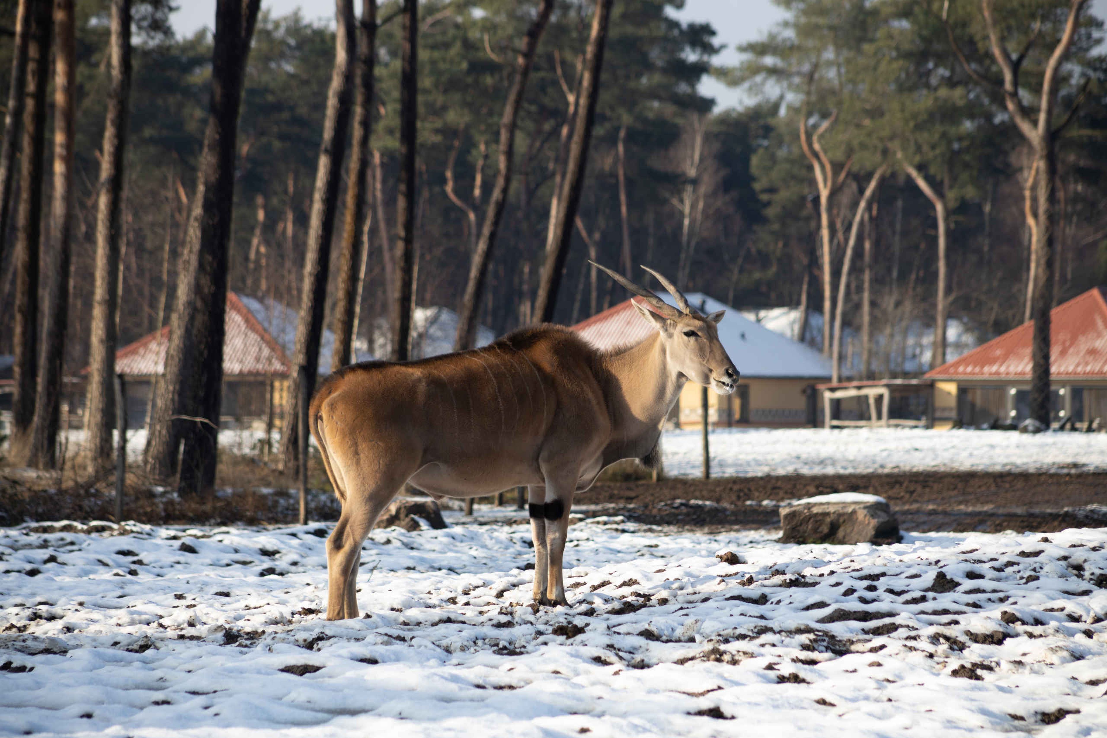 In de winter met sneeuw de elandantilope in Safaripark Beekse Bergen