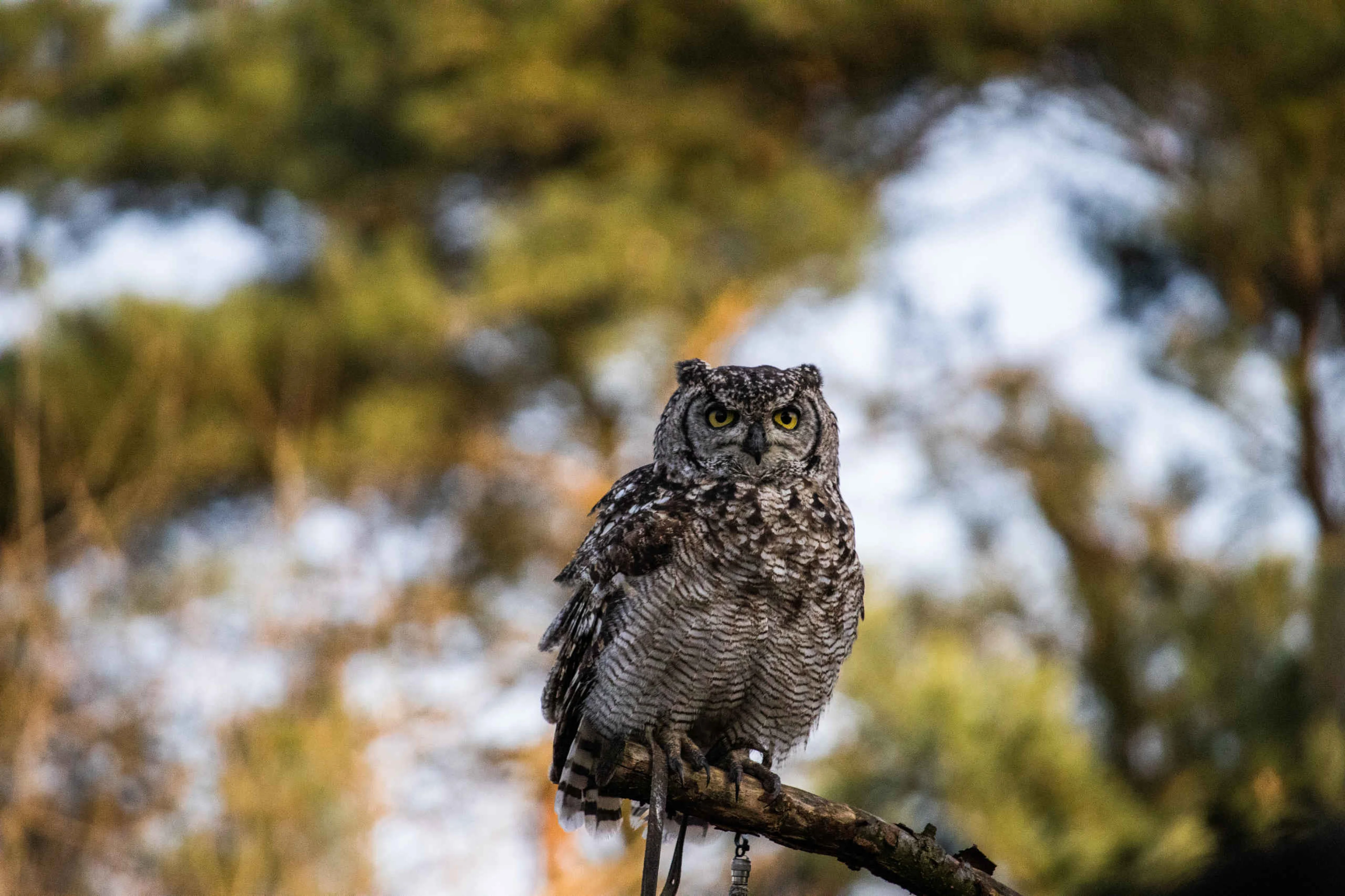 Roofvogel Afrikaanse Oehoe op tak Safaripark Beekse Bergen