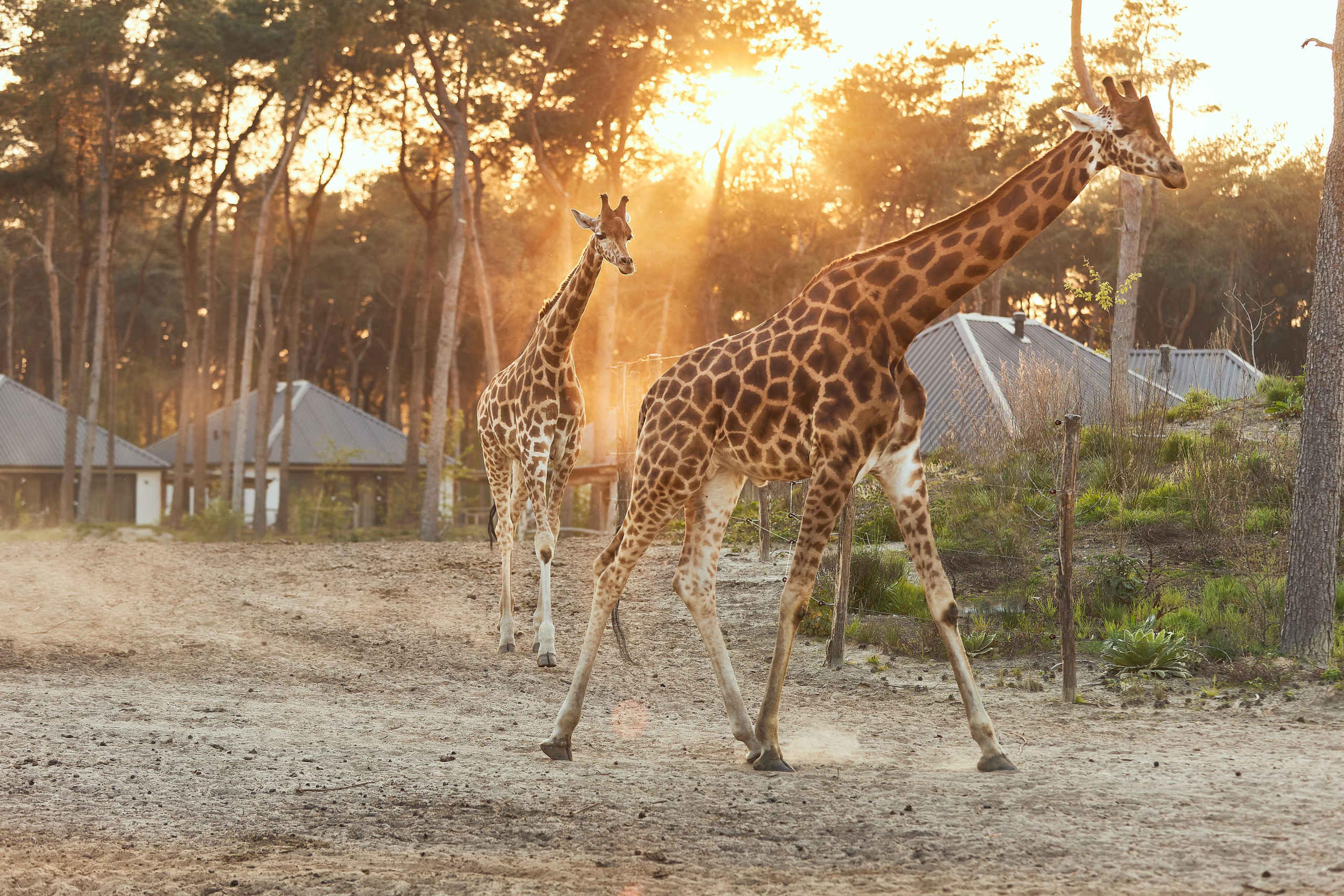 Giraffes bij zonsondergang in Safari Resort Beekse Bergen