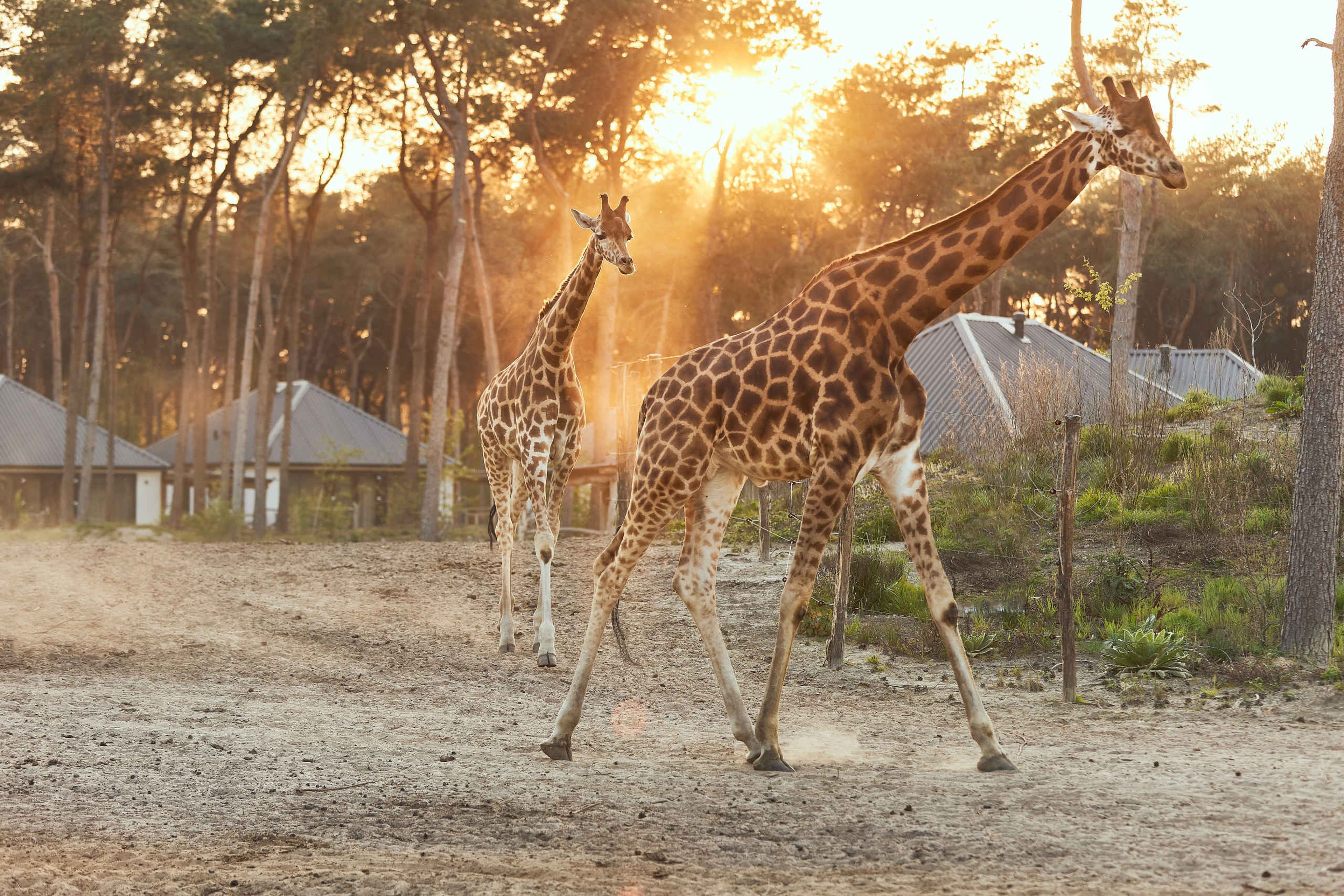 Giraffes bij zonsondergang in Safari Resort Beekse Bergen