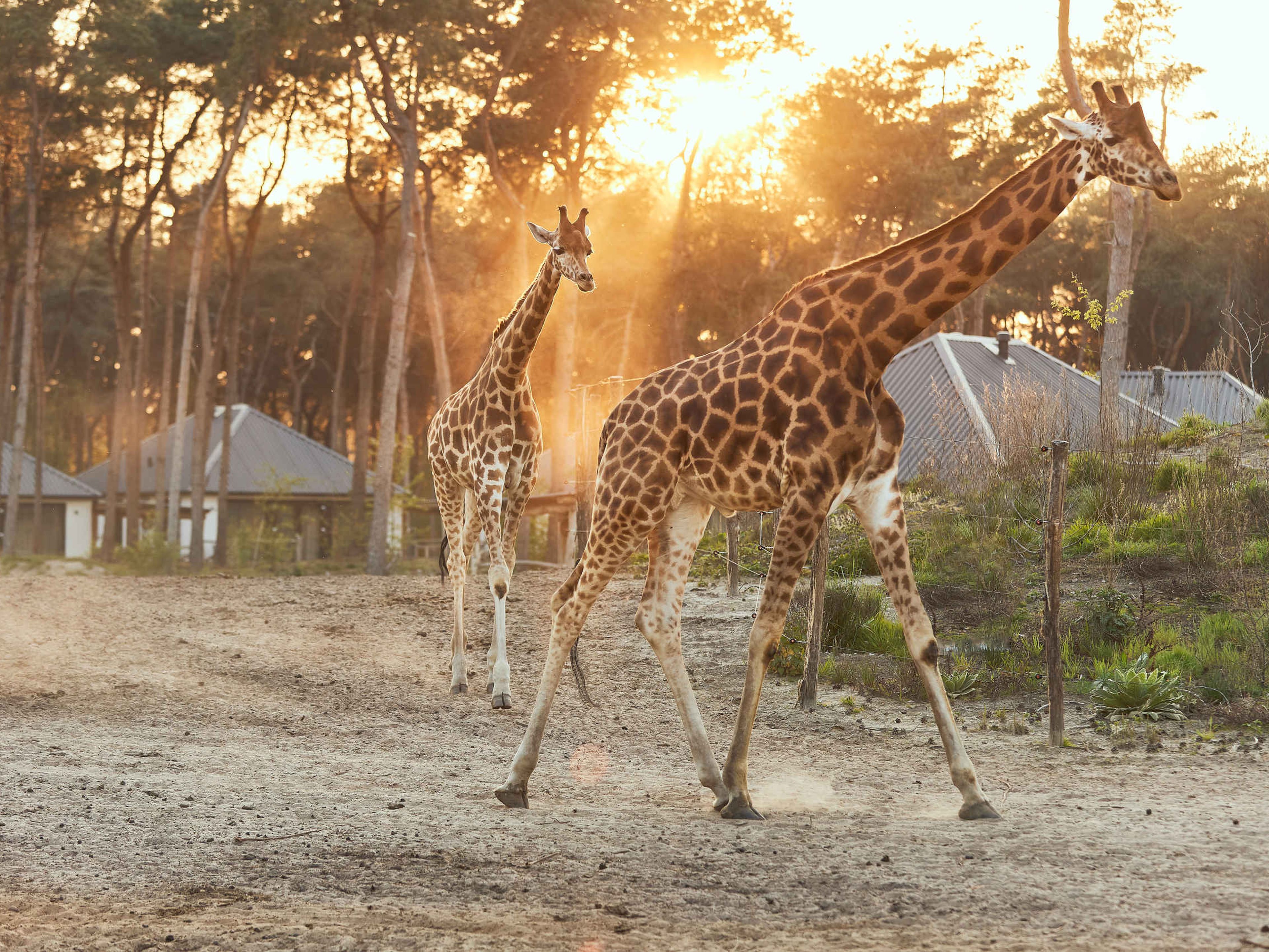 Giraffes bij zonsondergang in Safari Resort Beekse Bergen