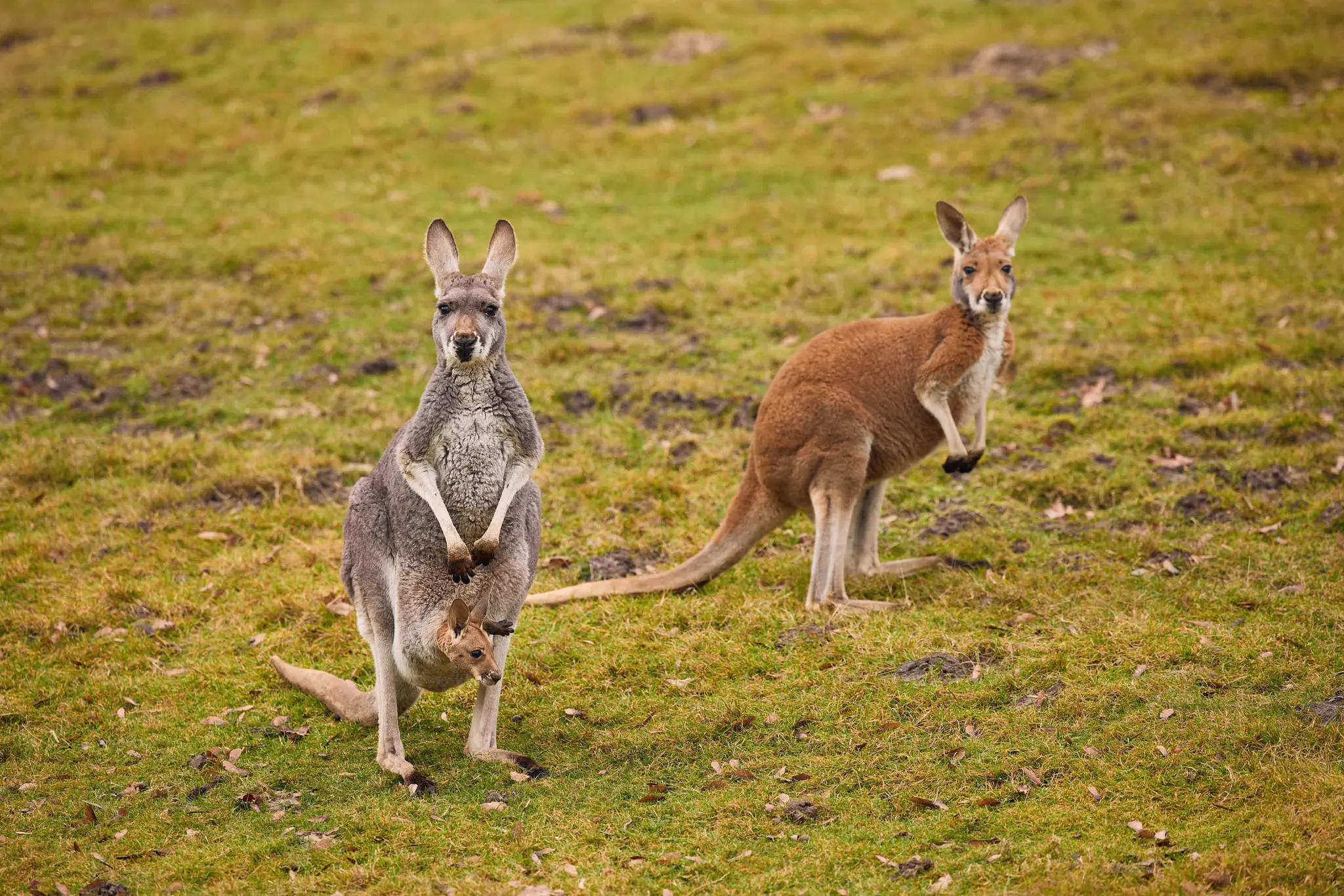 De kangoeroe's met een joey op de Outback in ZooParc Overloon