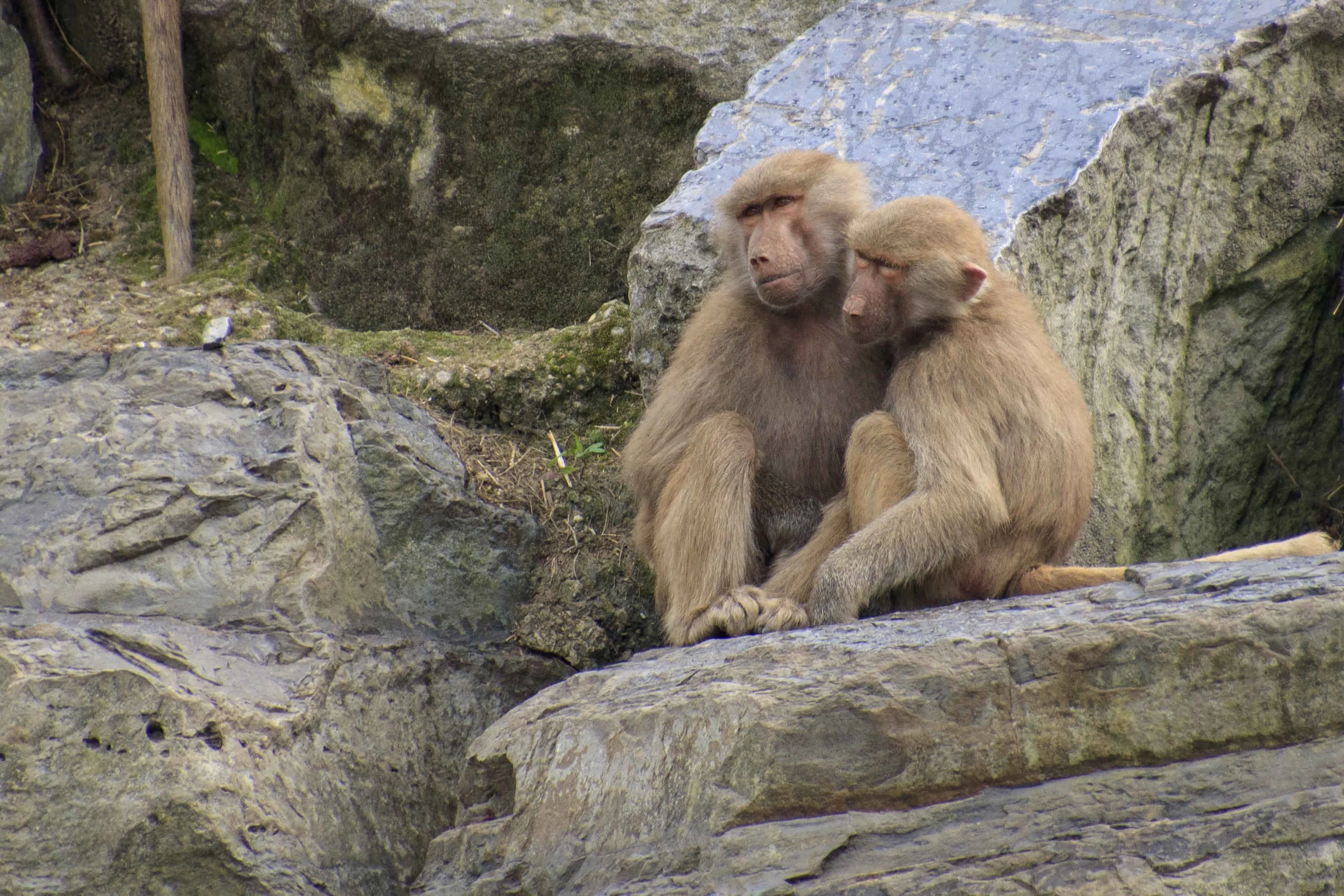 Twee mantelbavianen op een rots in Safaripark Beekse Bergen