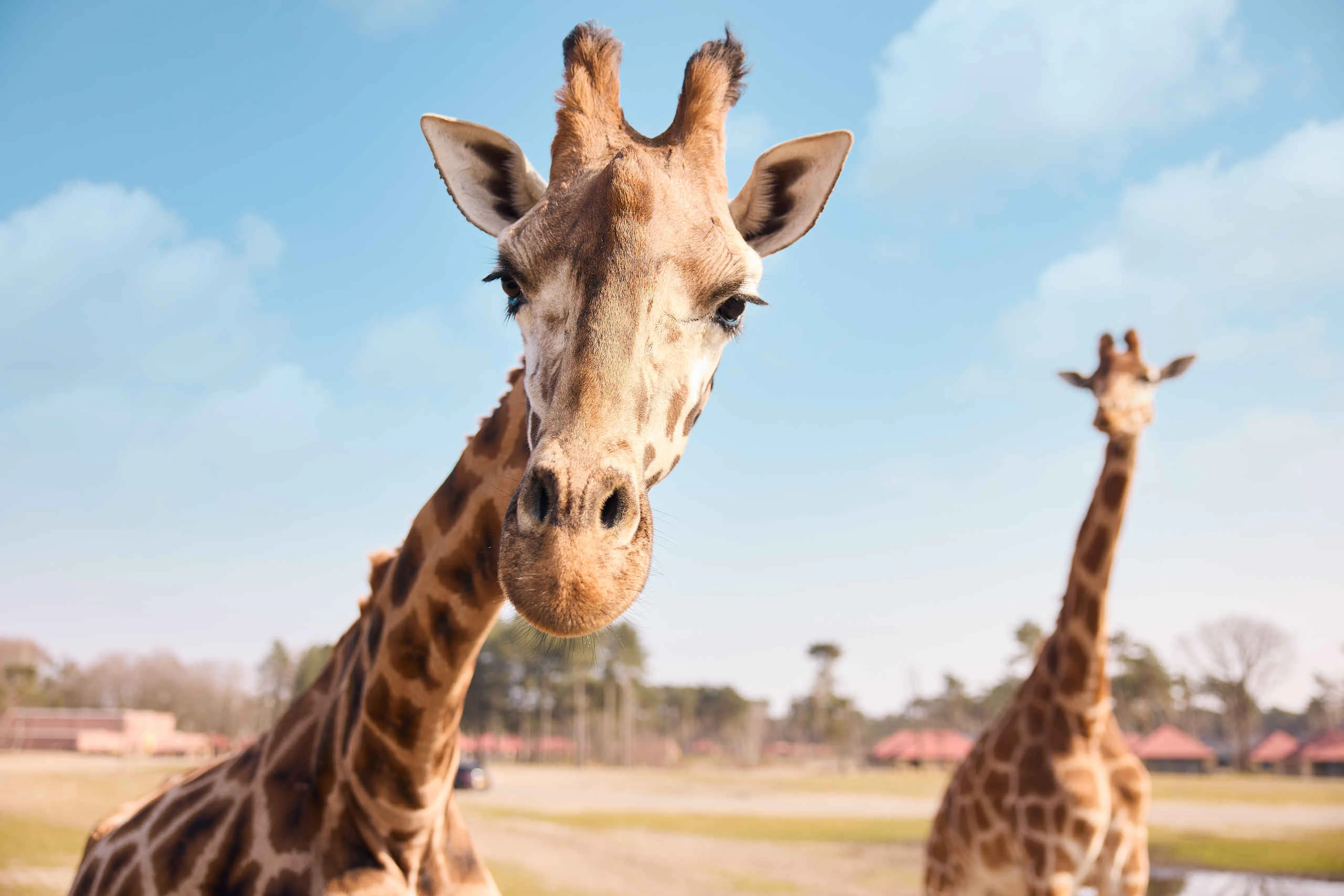 Giraffen op de savanne bij de autosafari op safaripark Beekse Bergen