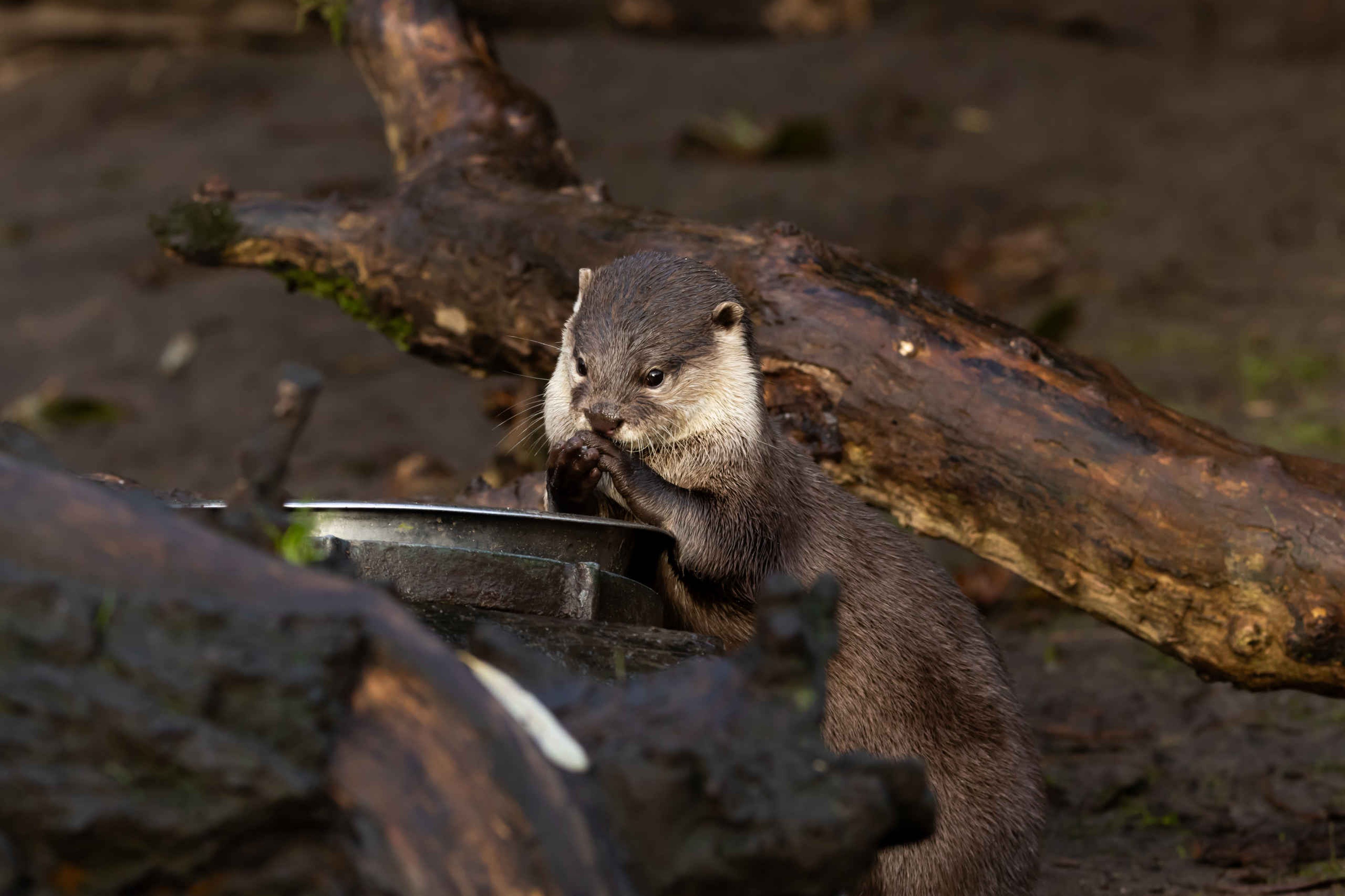 Aziatische kleinklauwotter dier eten Eindhoven Zoo
