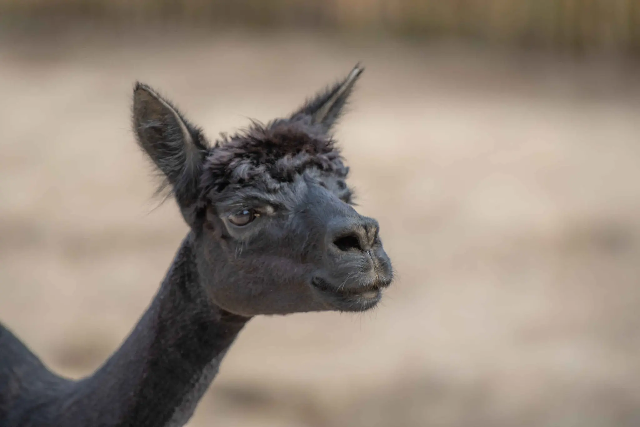 Een alpaca bij Eindhoven Zoo.
