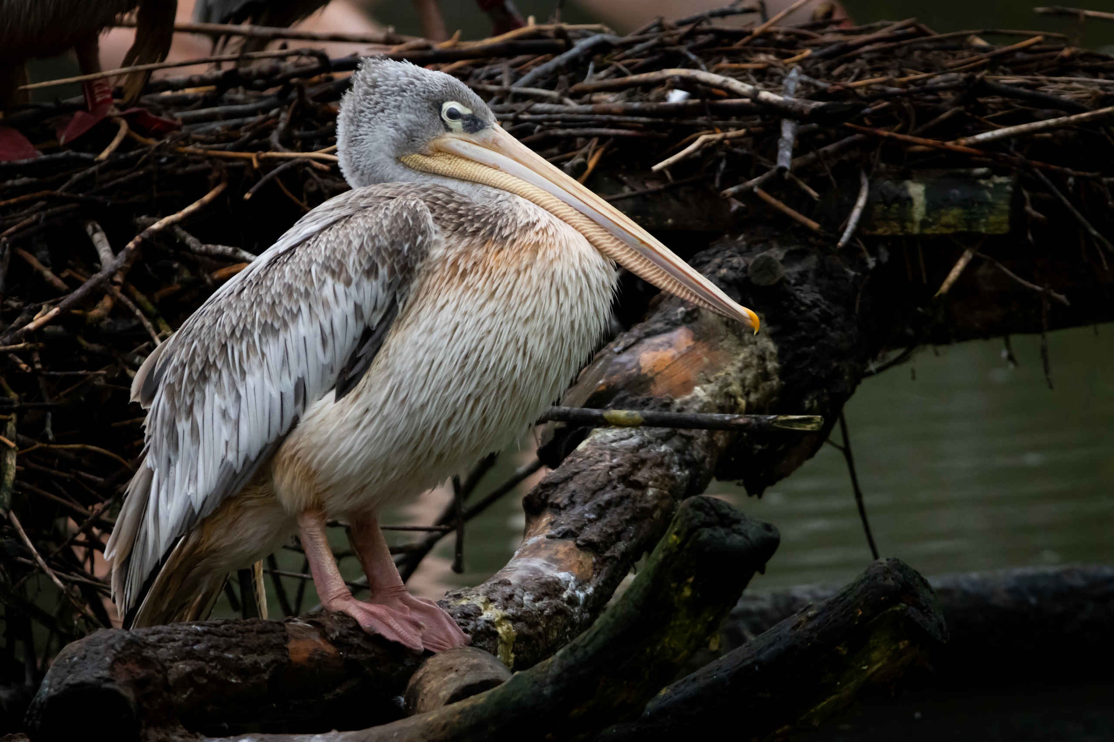 Een roodrug pelikaan bij Eindhoven Zoo.