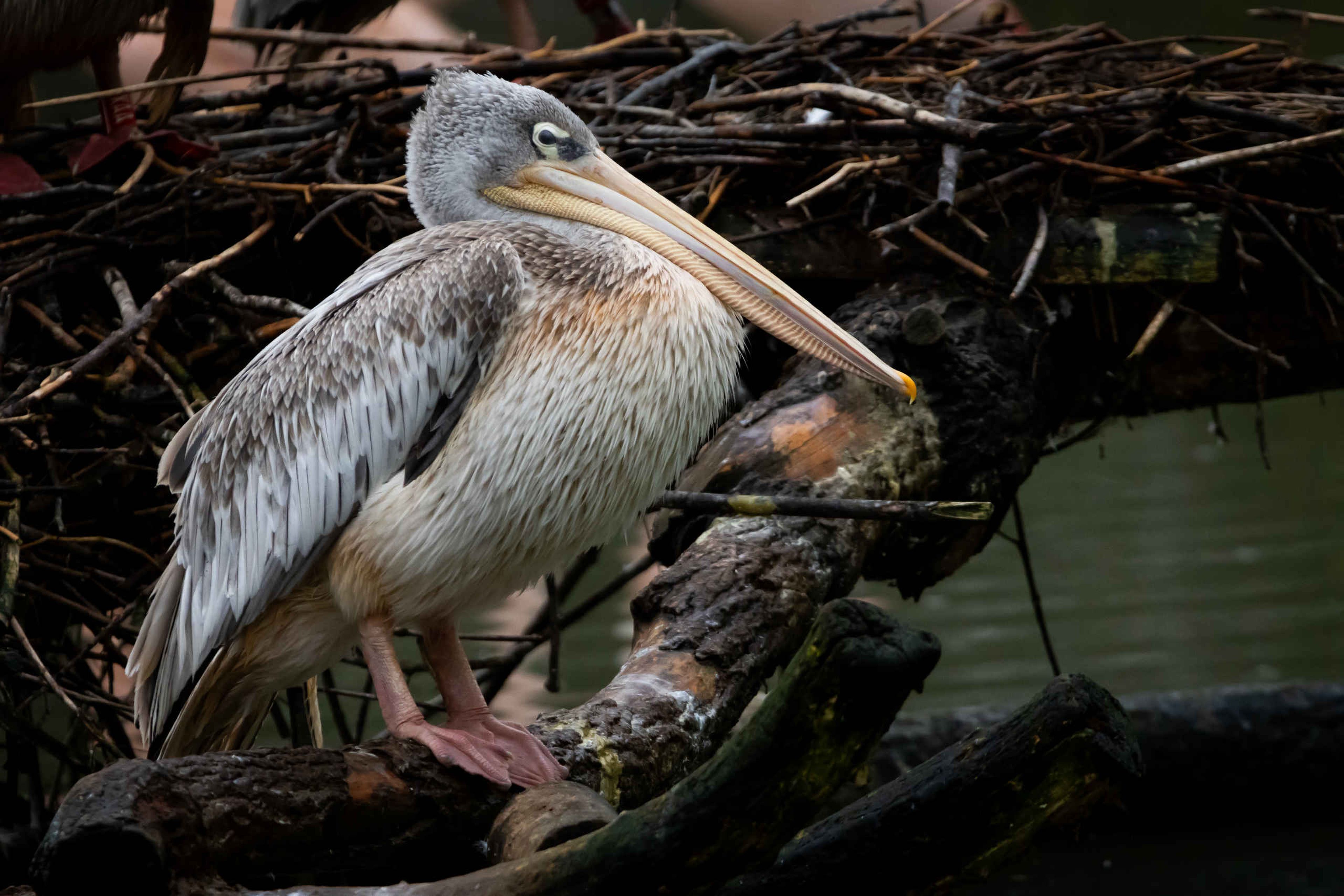 Een roodrug pelikaan bij Eindhoven Zoo.