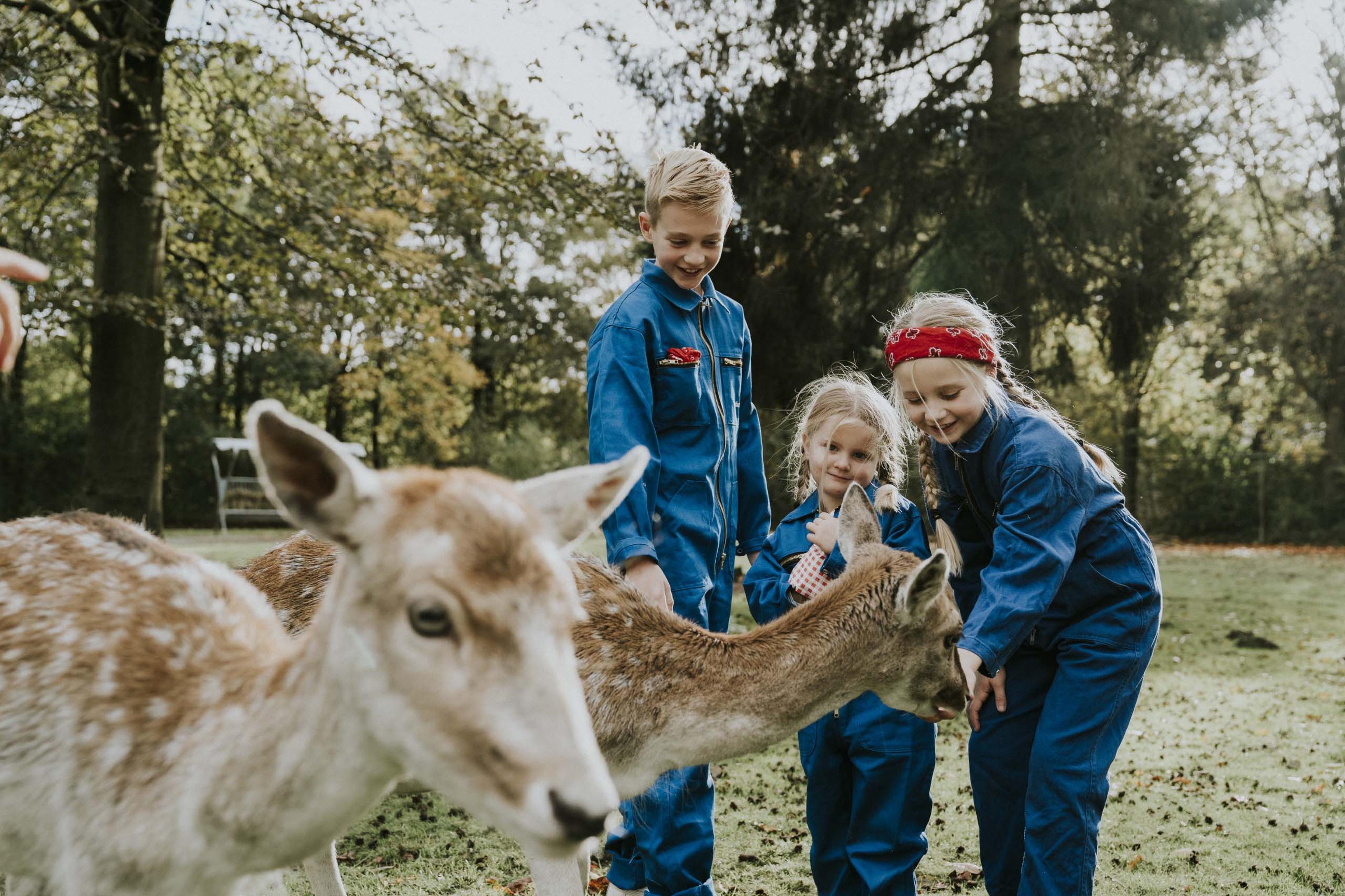 Kinderen voeren en aaien herten bij de kinderboerderij van Vakantiepark Dierenbos