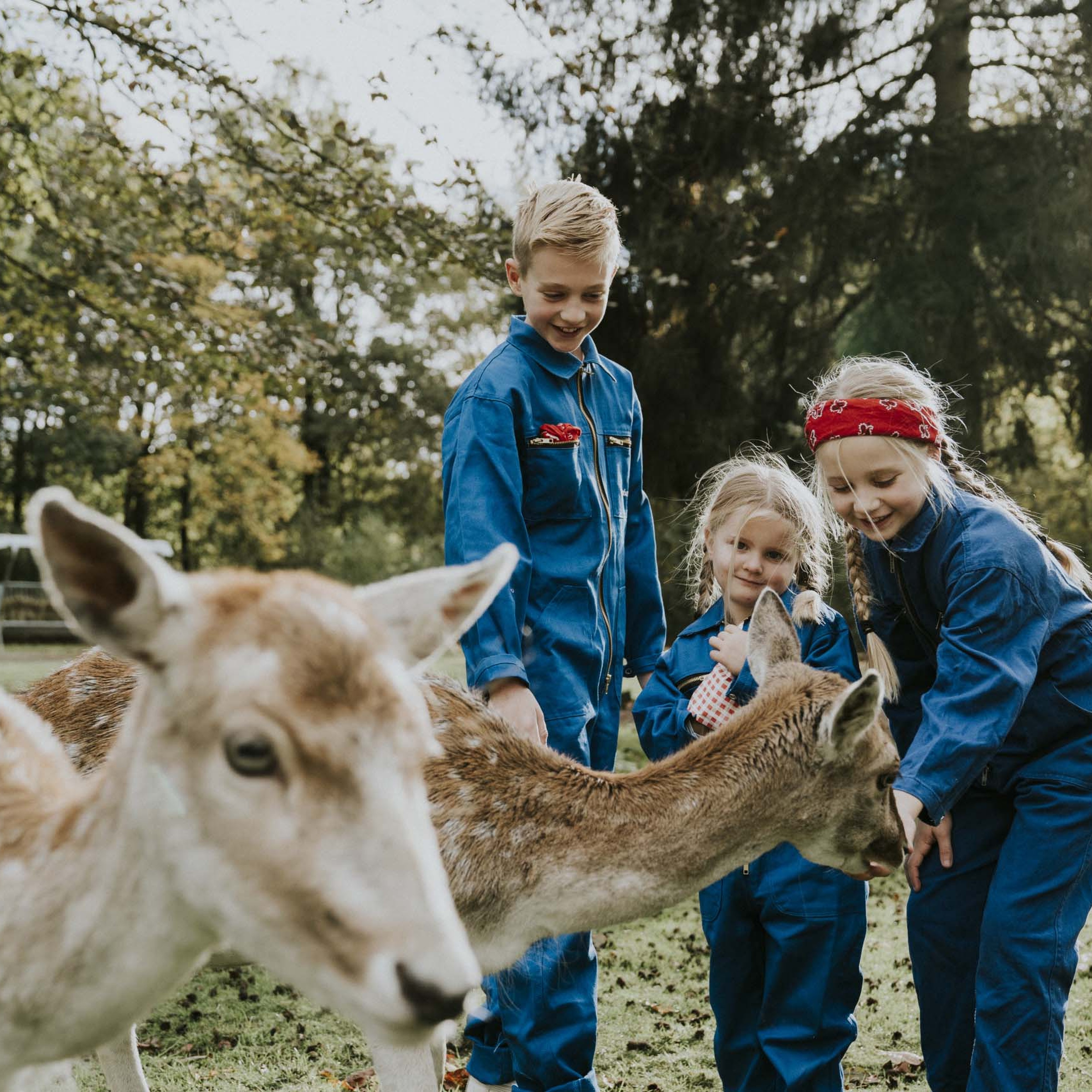 Kinderen voeren en aaien herten bij de kinderboerderij van Vakantiepark Dierenbos