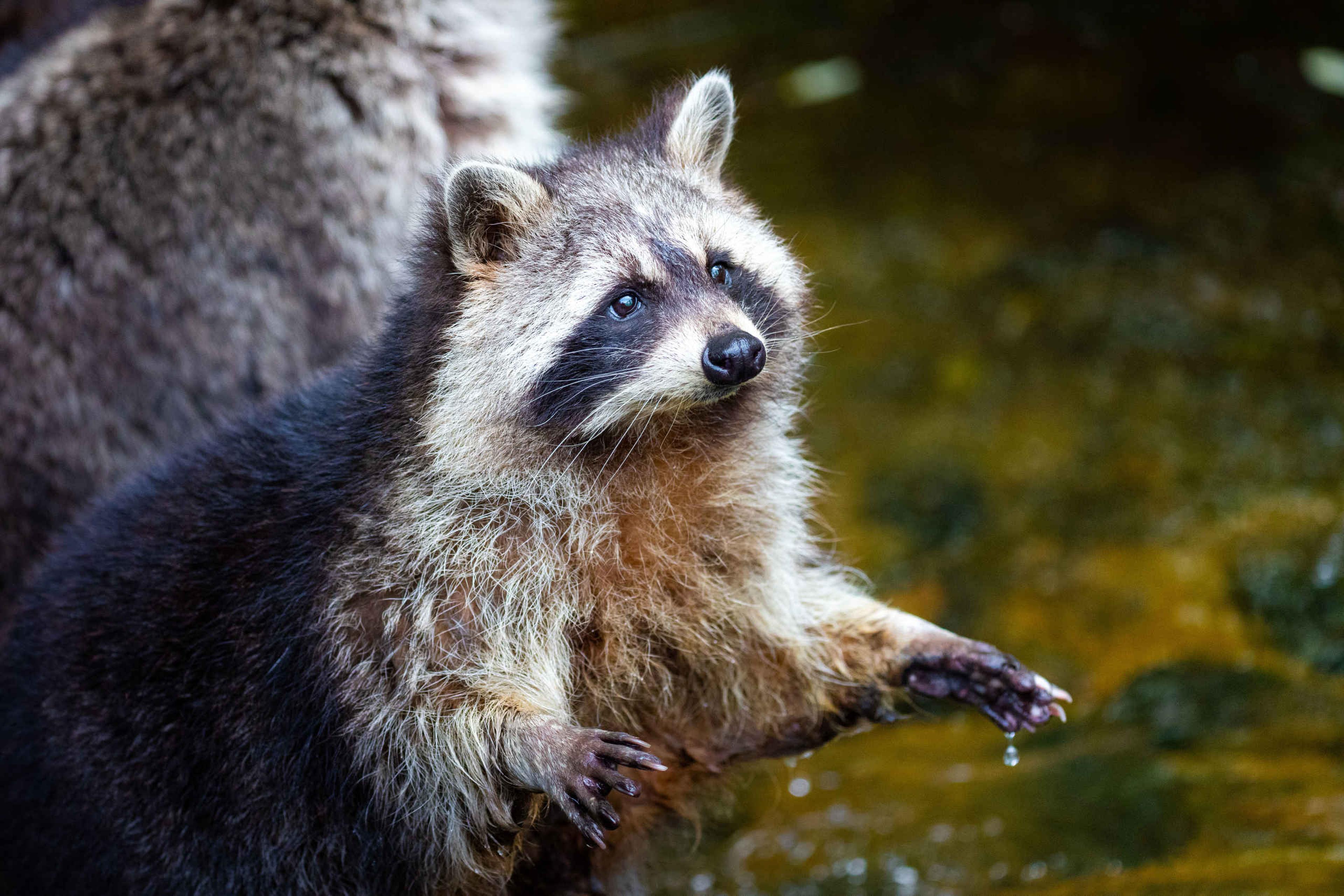 Wasbeer in AquaZoo Leeuwarden Dierentuintickets NL