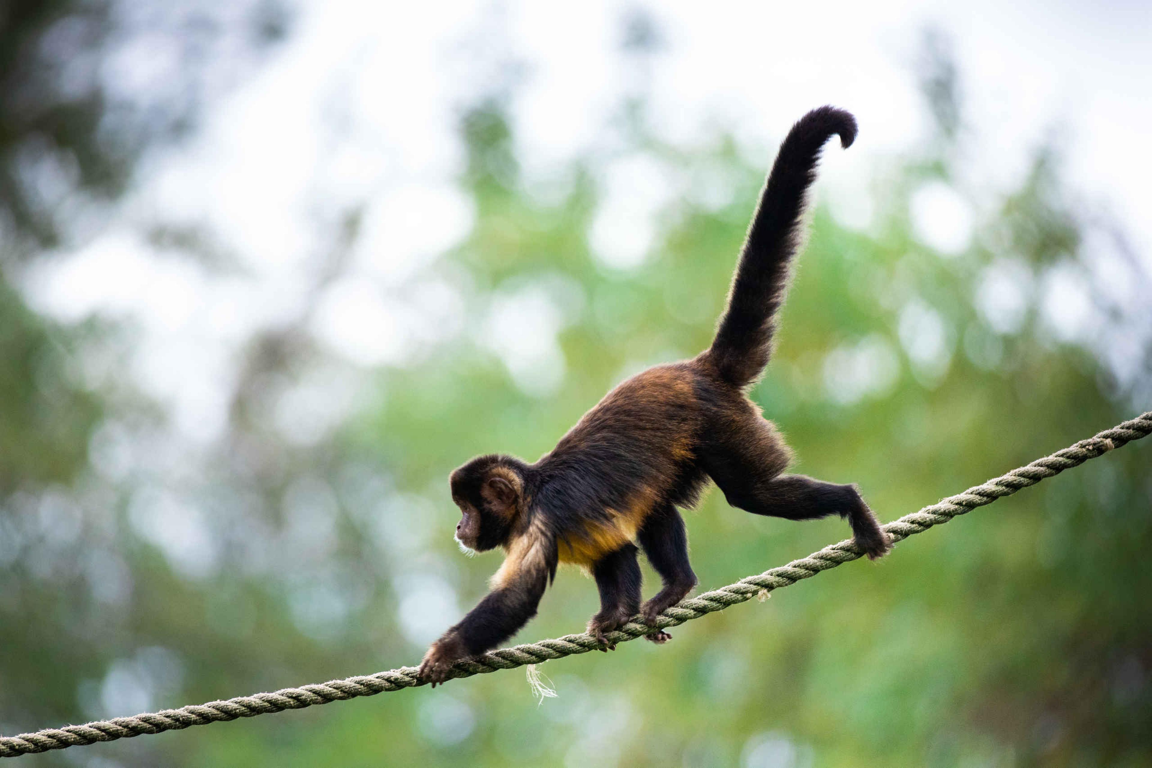 Geelborstkapucijnaap op touw in AquaZoo Leeuwarden Dierentuintickets NL