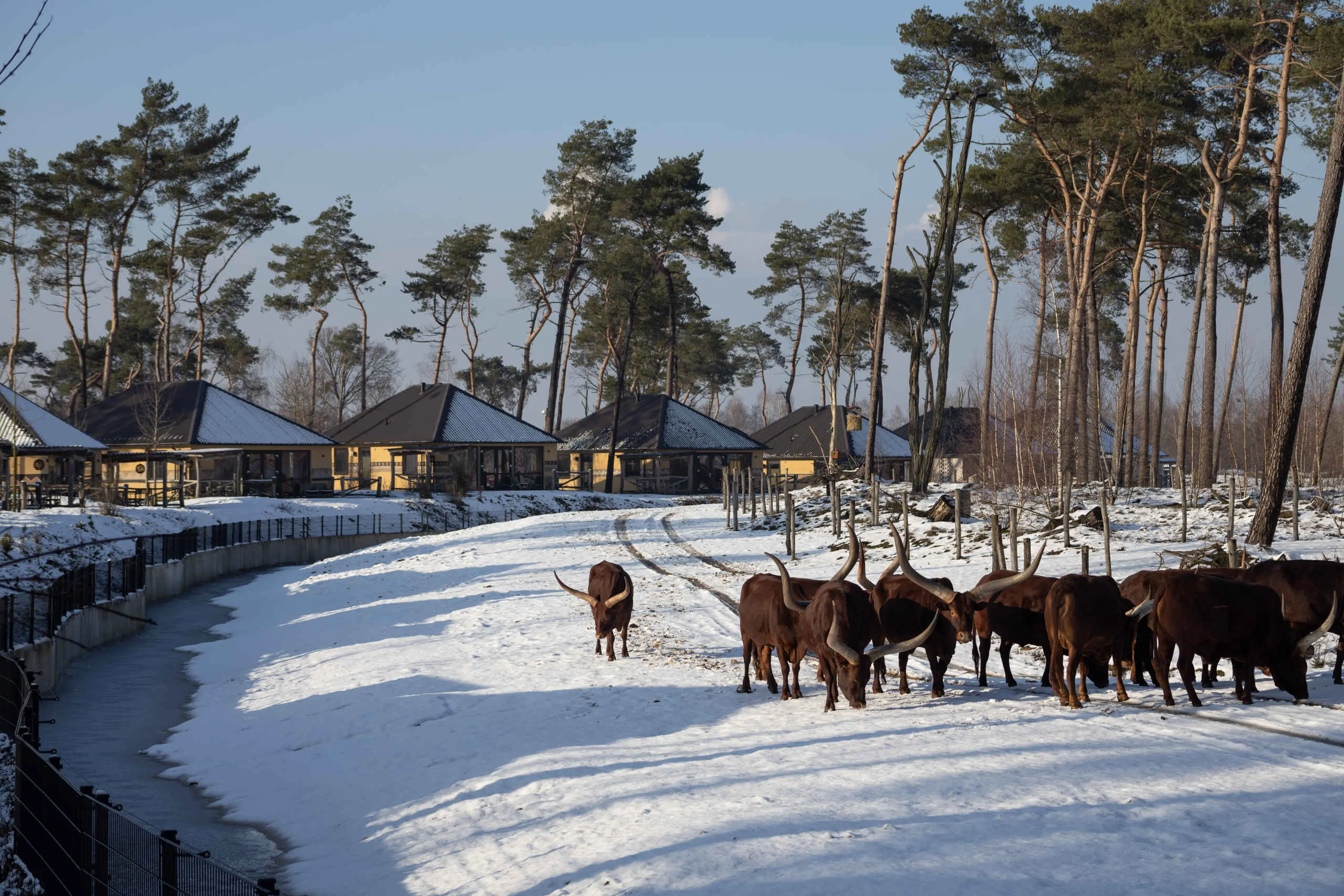 In de winter de watoessirund op de vlakte op Safari Resort Beekse Bergen