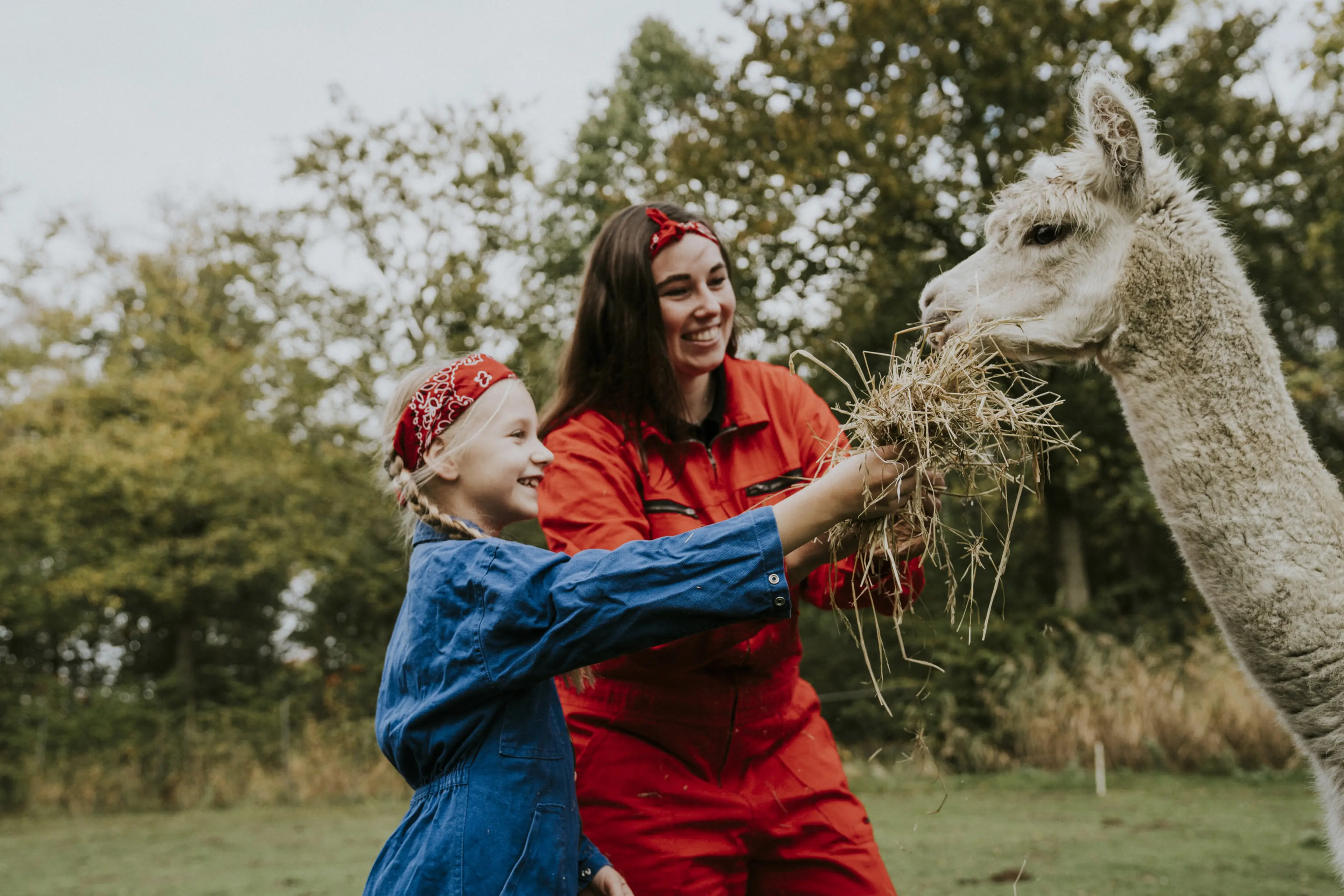 Dierenverzorger en kind voeren een alpaca in de kinderboerderij van Vakantiepark Dierenbos