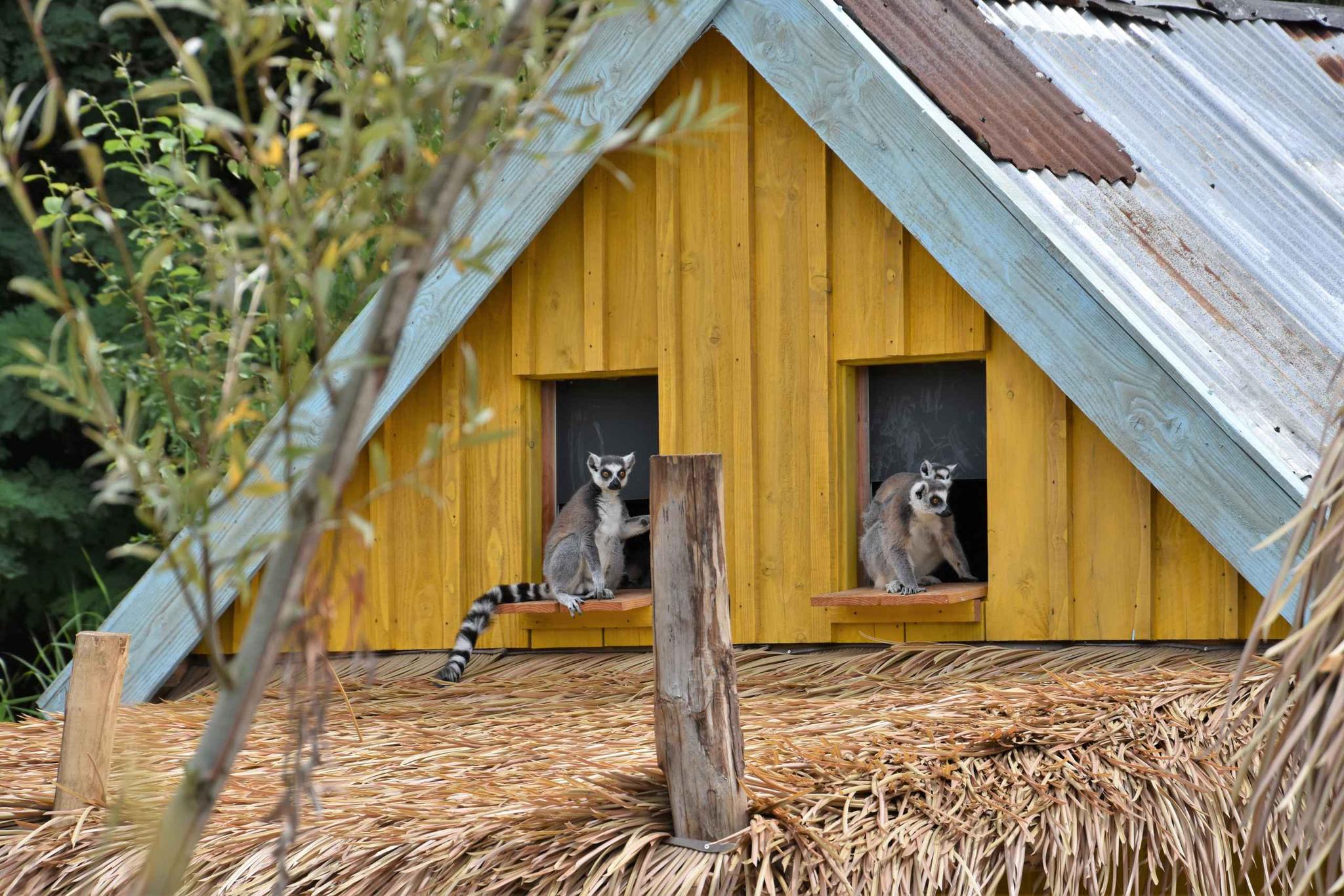 Ringstaartmaki's bij de ingang van hun binnenverblijf op Itampolo bij ZooParc Overloon
